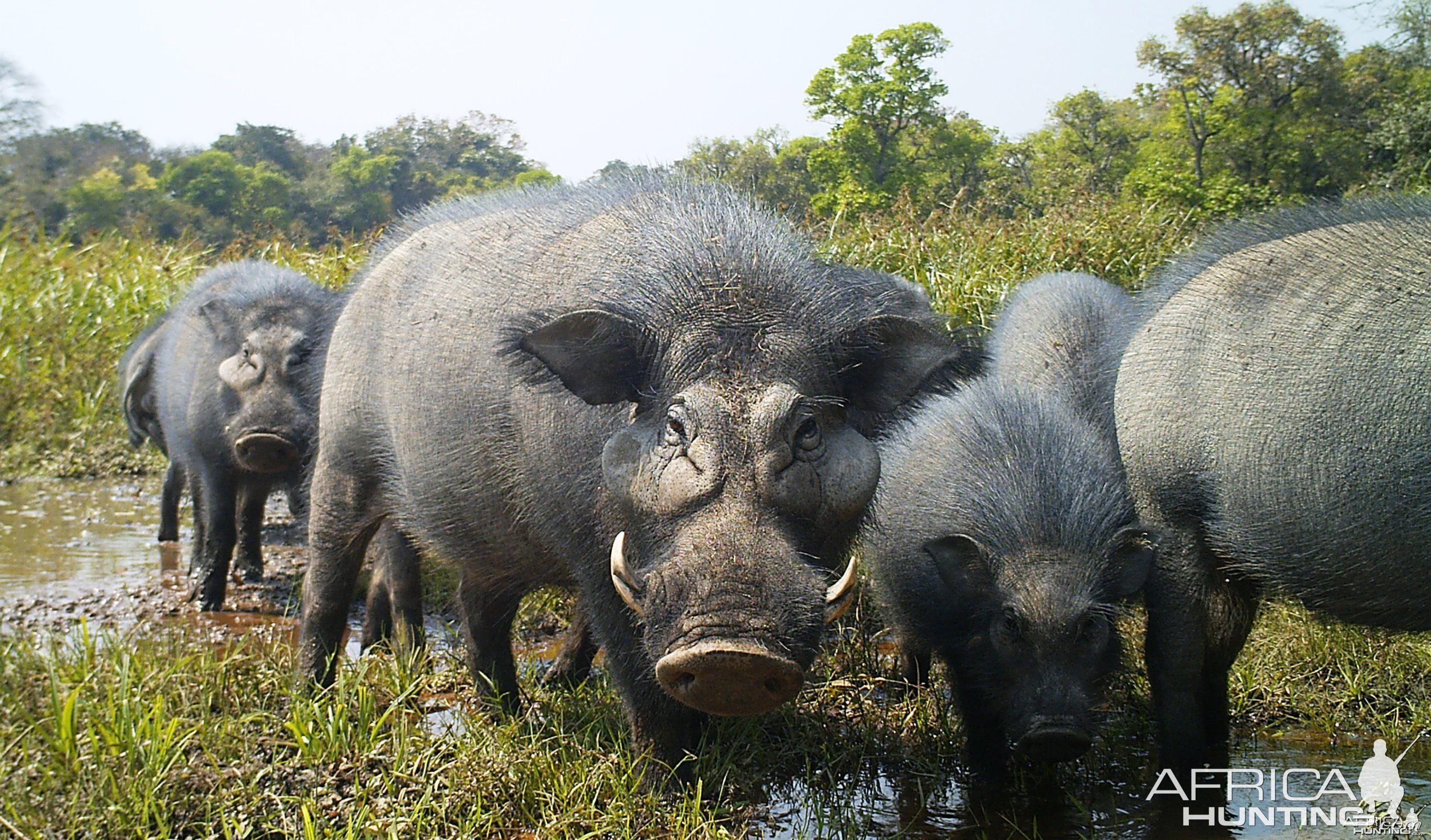 Giant forest hog