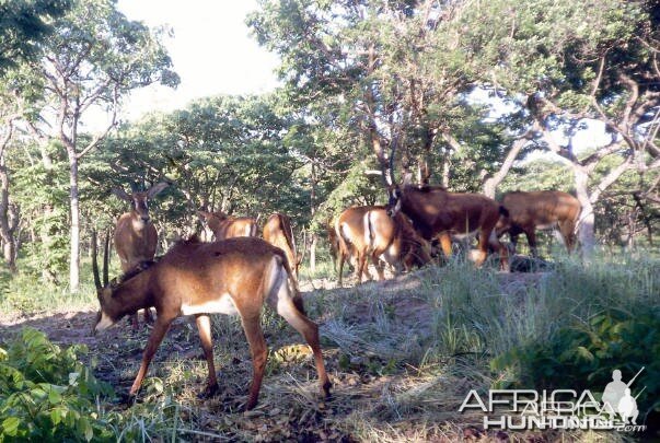 Giant or Royal Sable in Angola