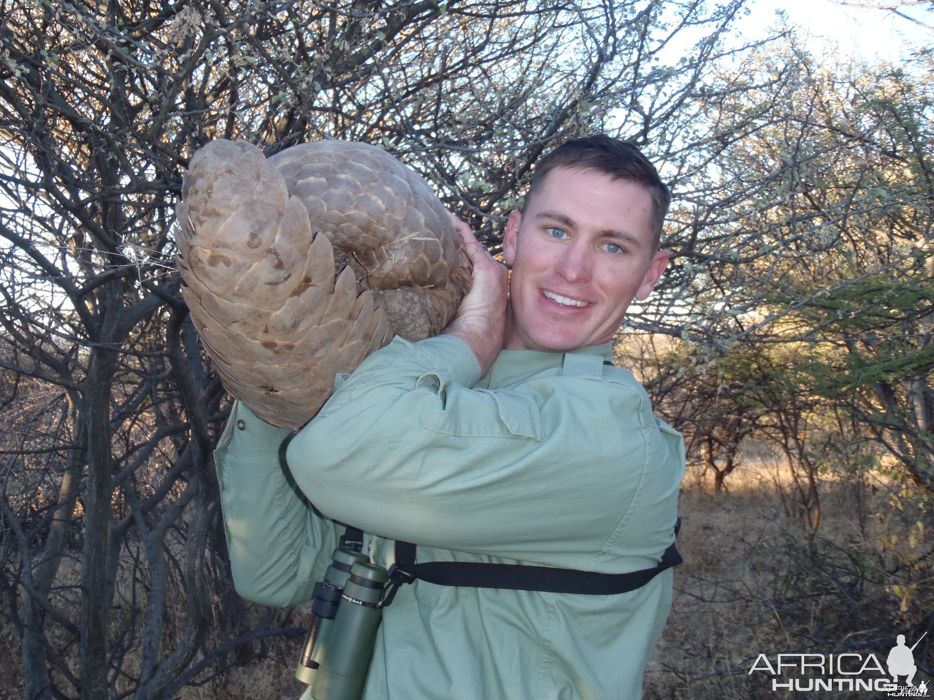 Giant Pangolin Namibia