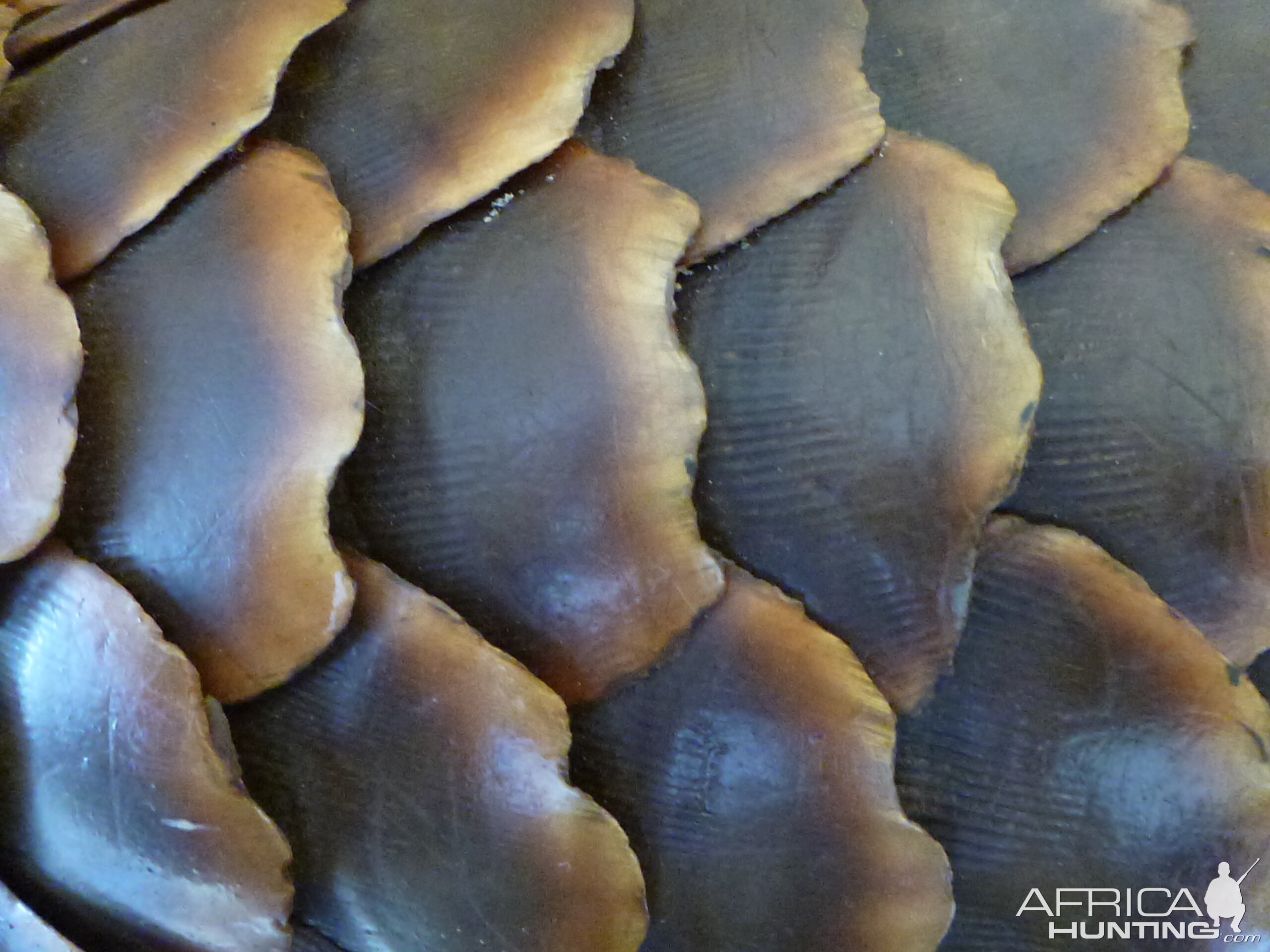 Giant Pangolin Scales Namibia