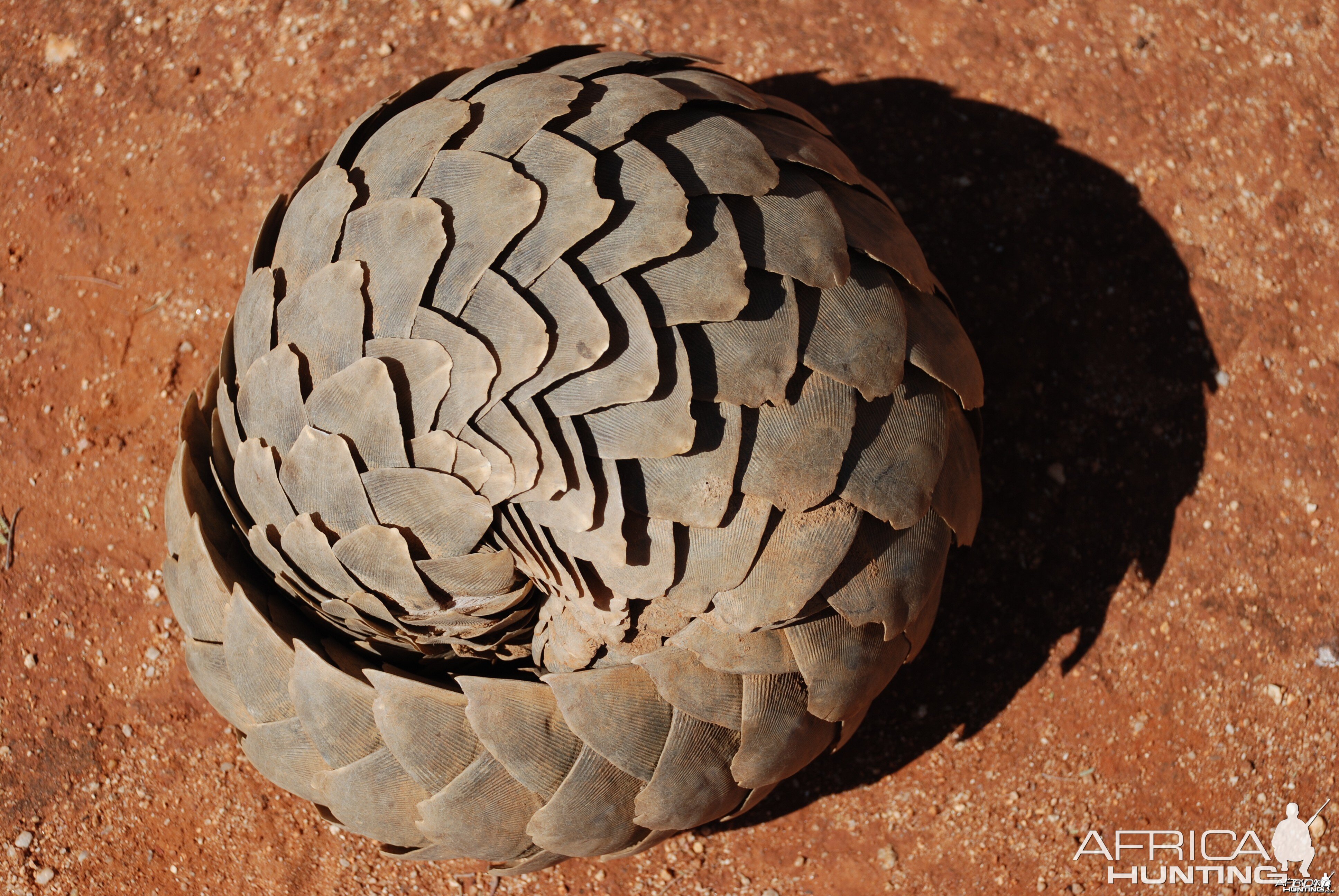 Giant Pangolin