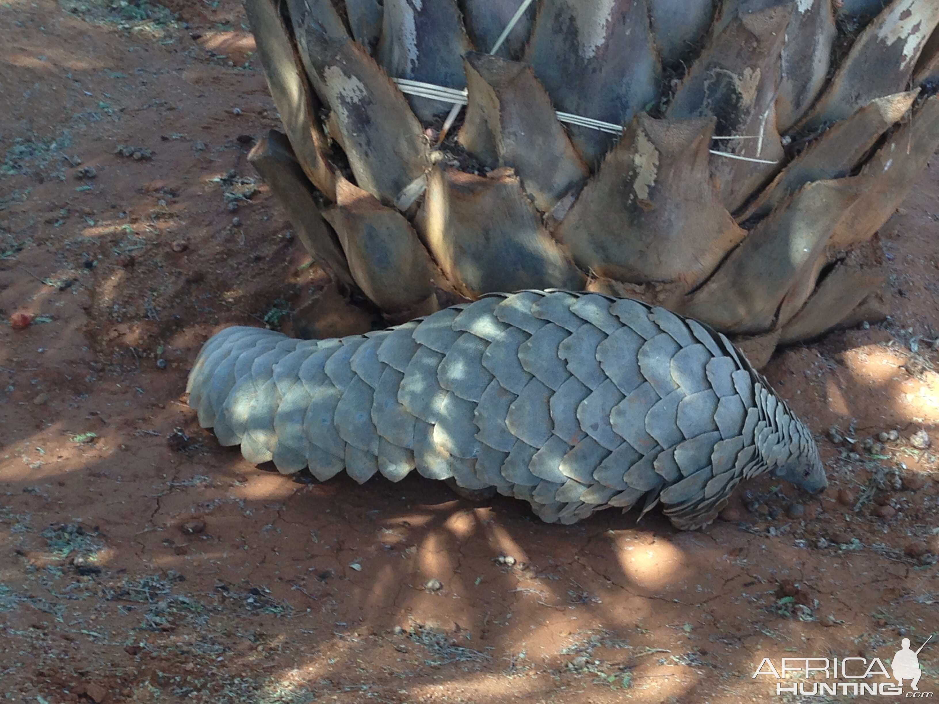 Giant Pangolin