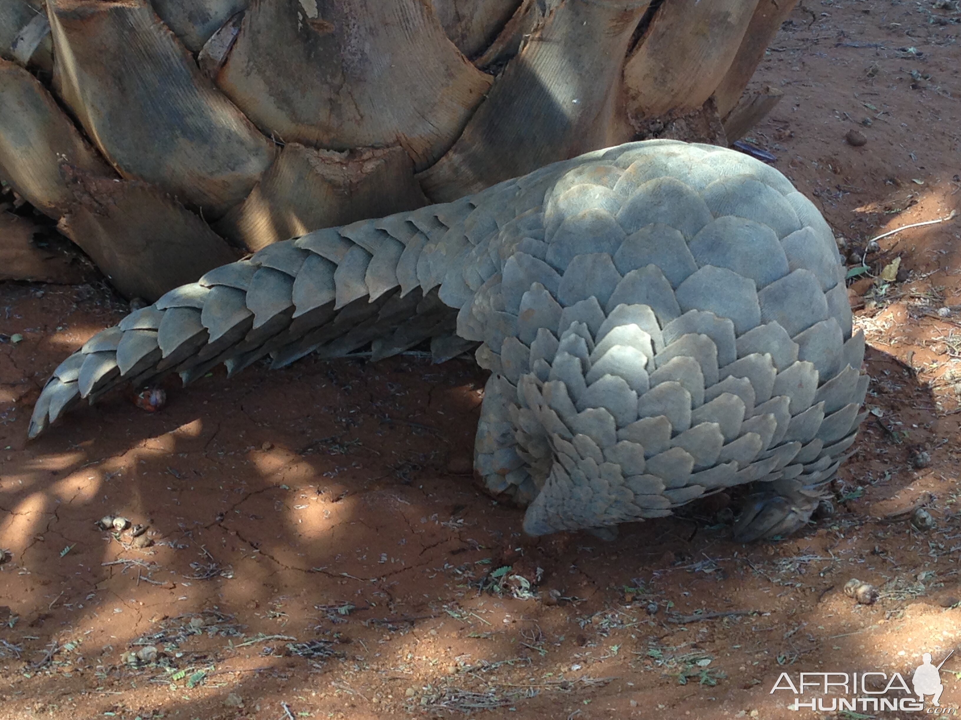 Giant Pangolin