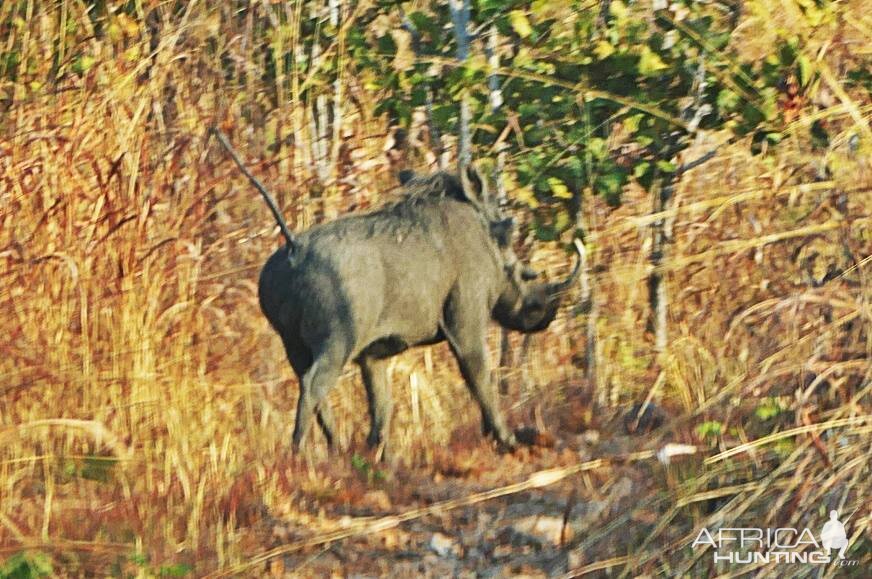 Giant Warthog in Zambia