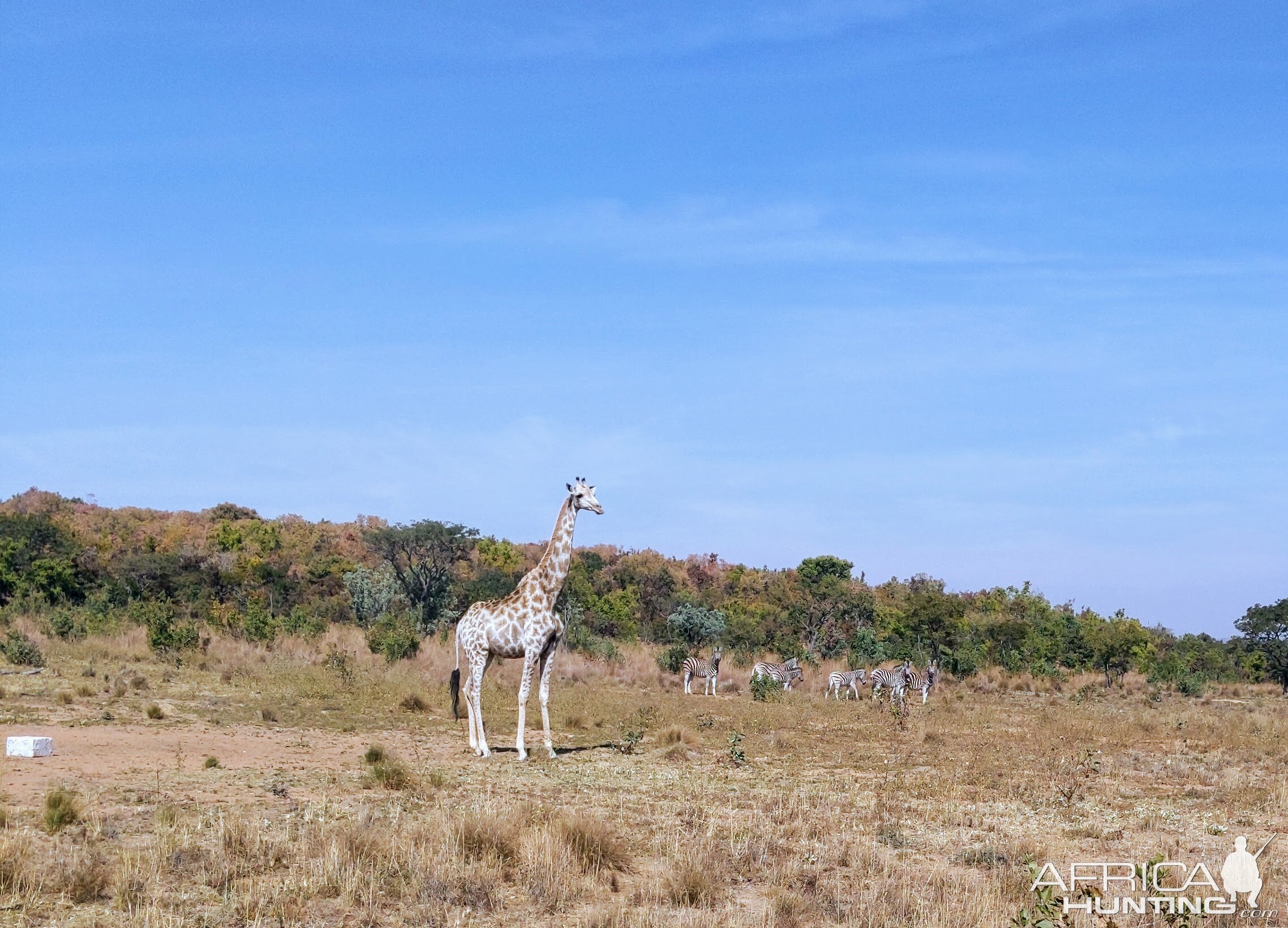 Giraffe and a Zebra Herd