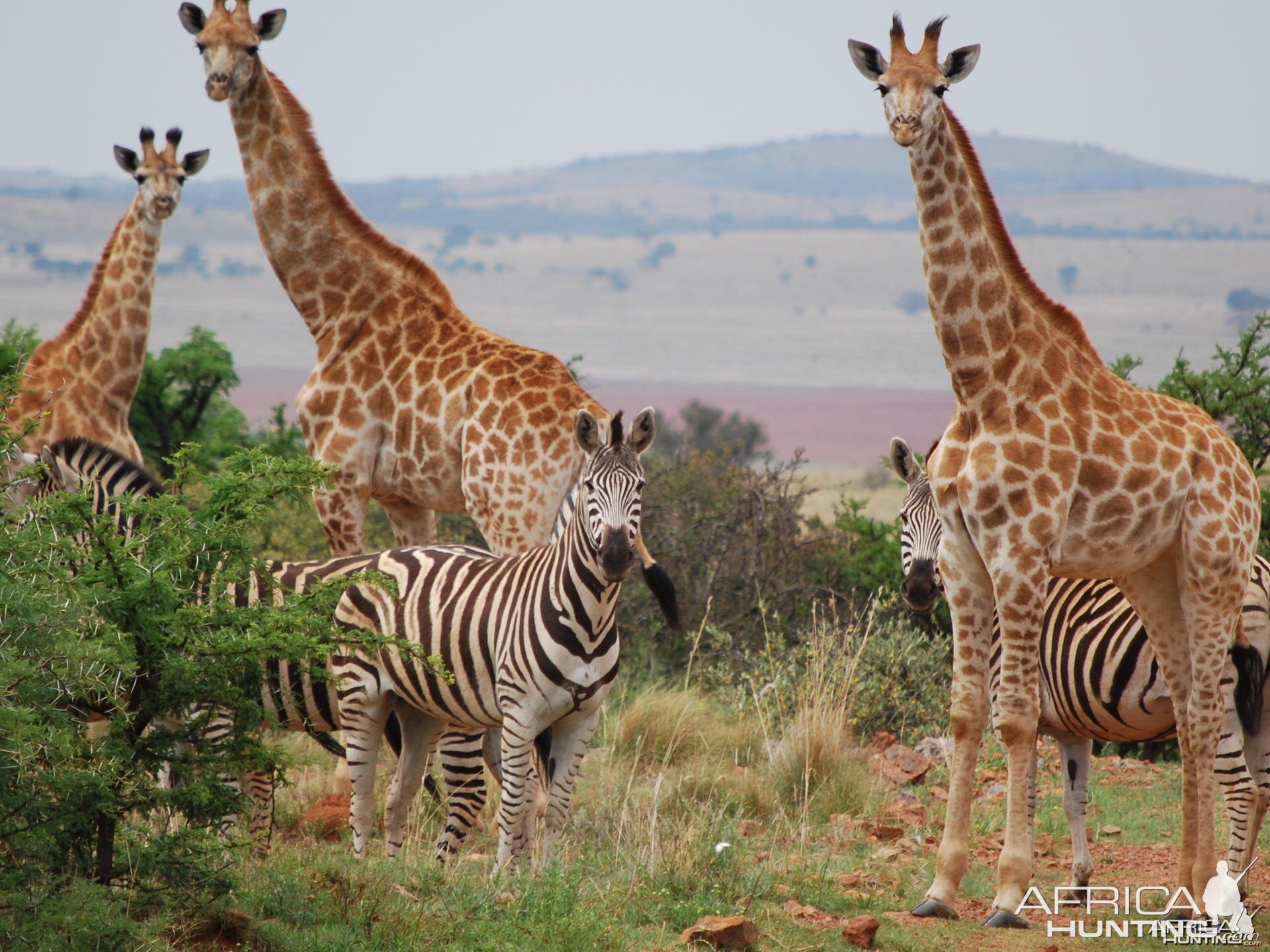 Giraffe and zebra in South Africa