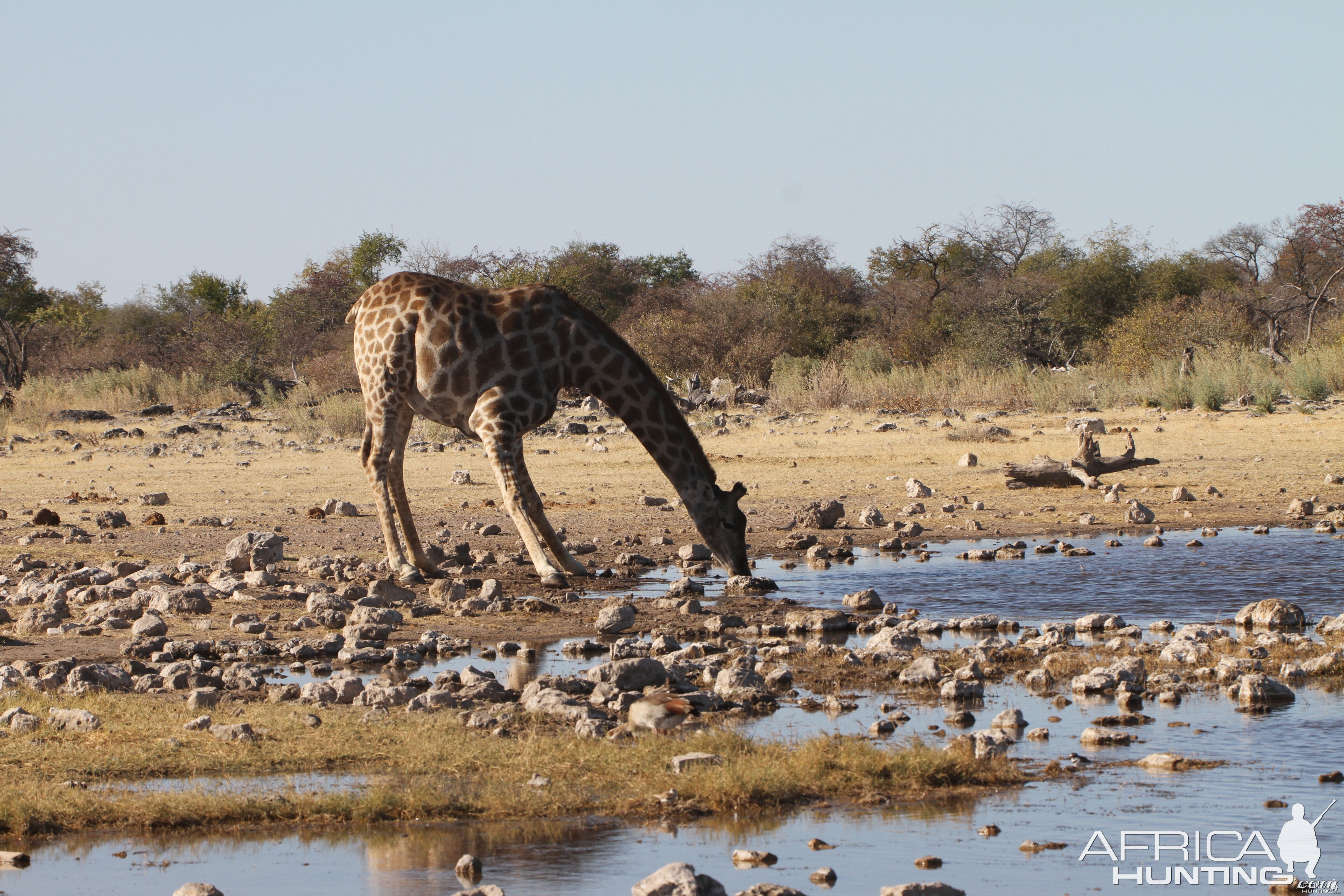 Giraffe at Etosha National Park