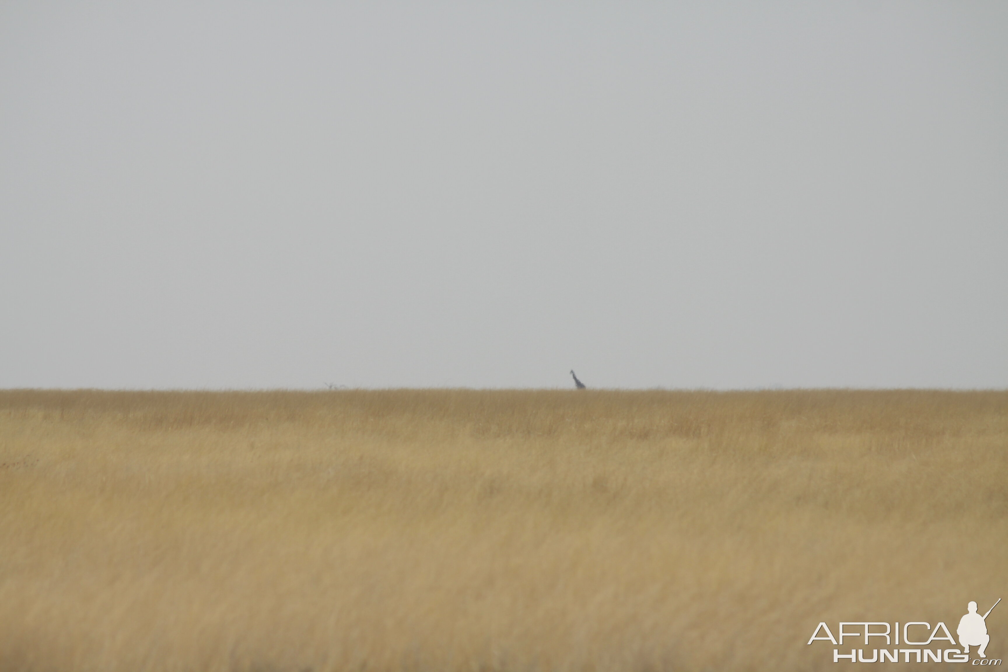 Giraffe at Etosha National Park