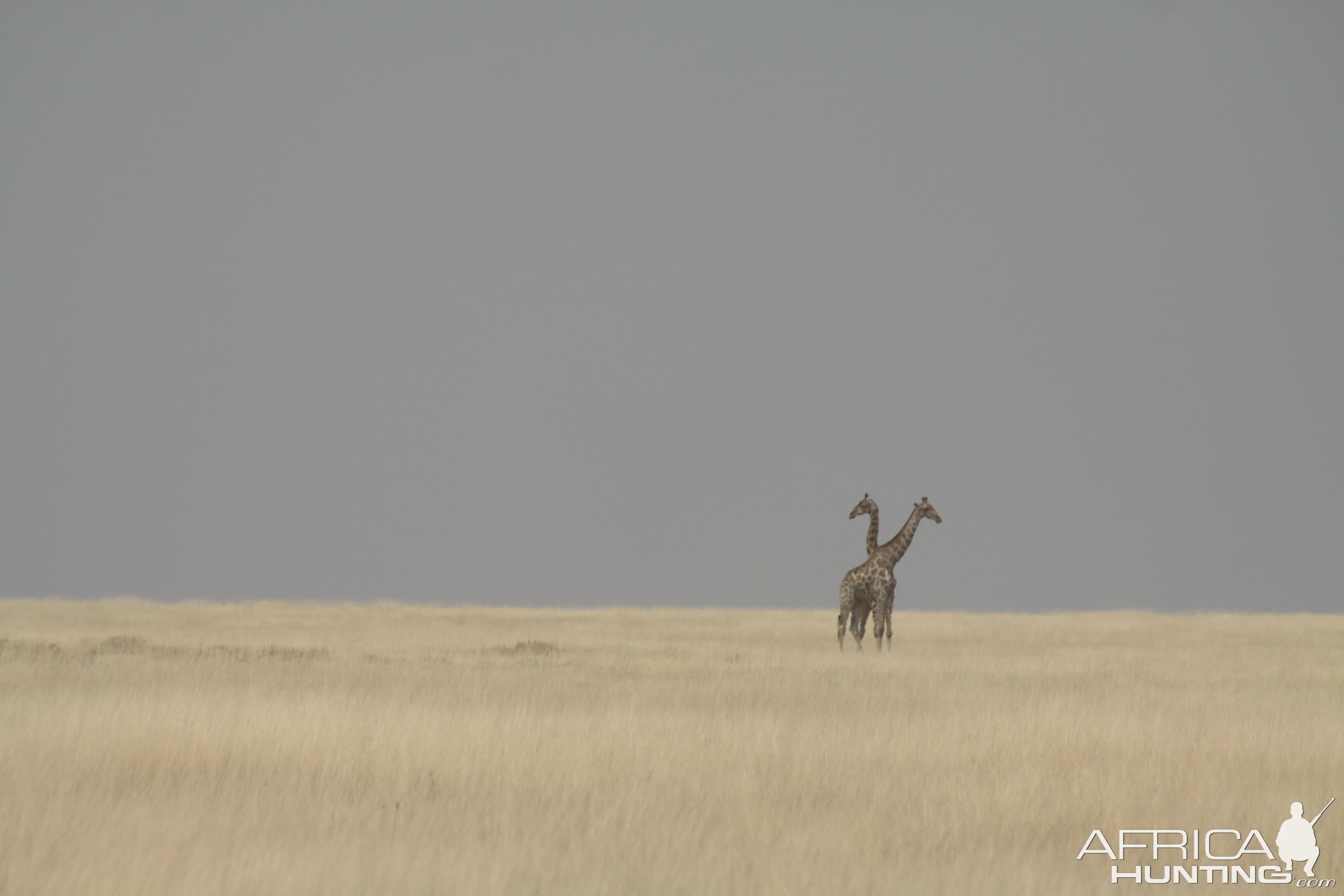 Giraffe at Etosha National Park