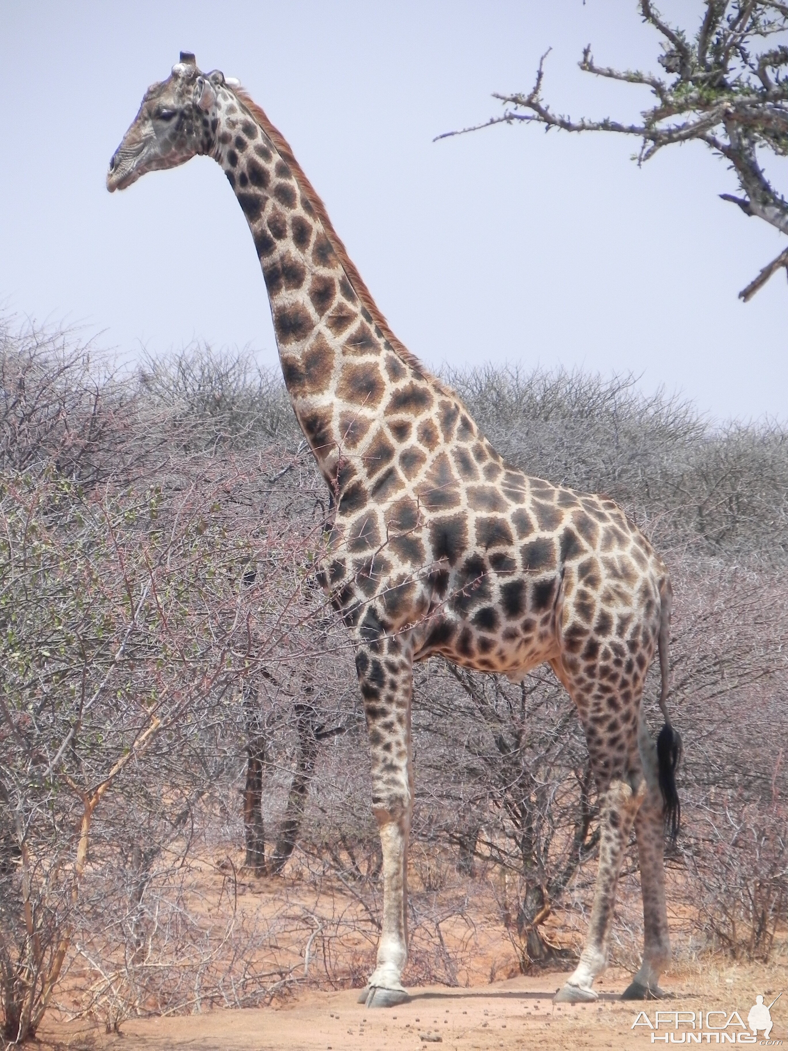 Giraffe Bull Namibia