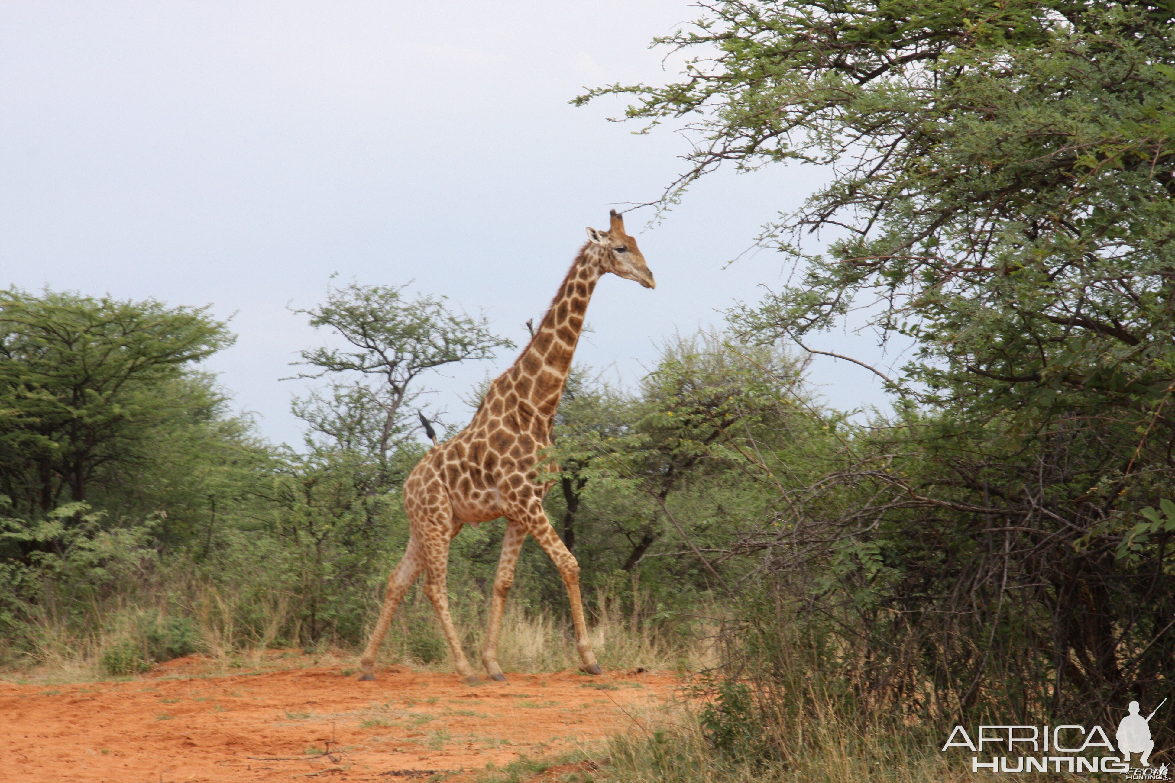 Giraffe bull Namibia
