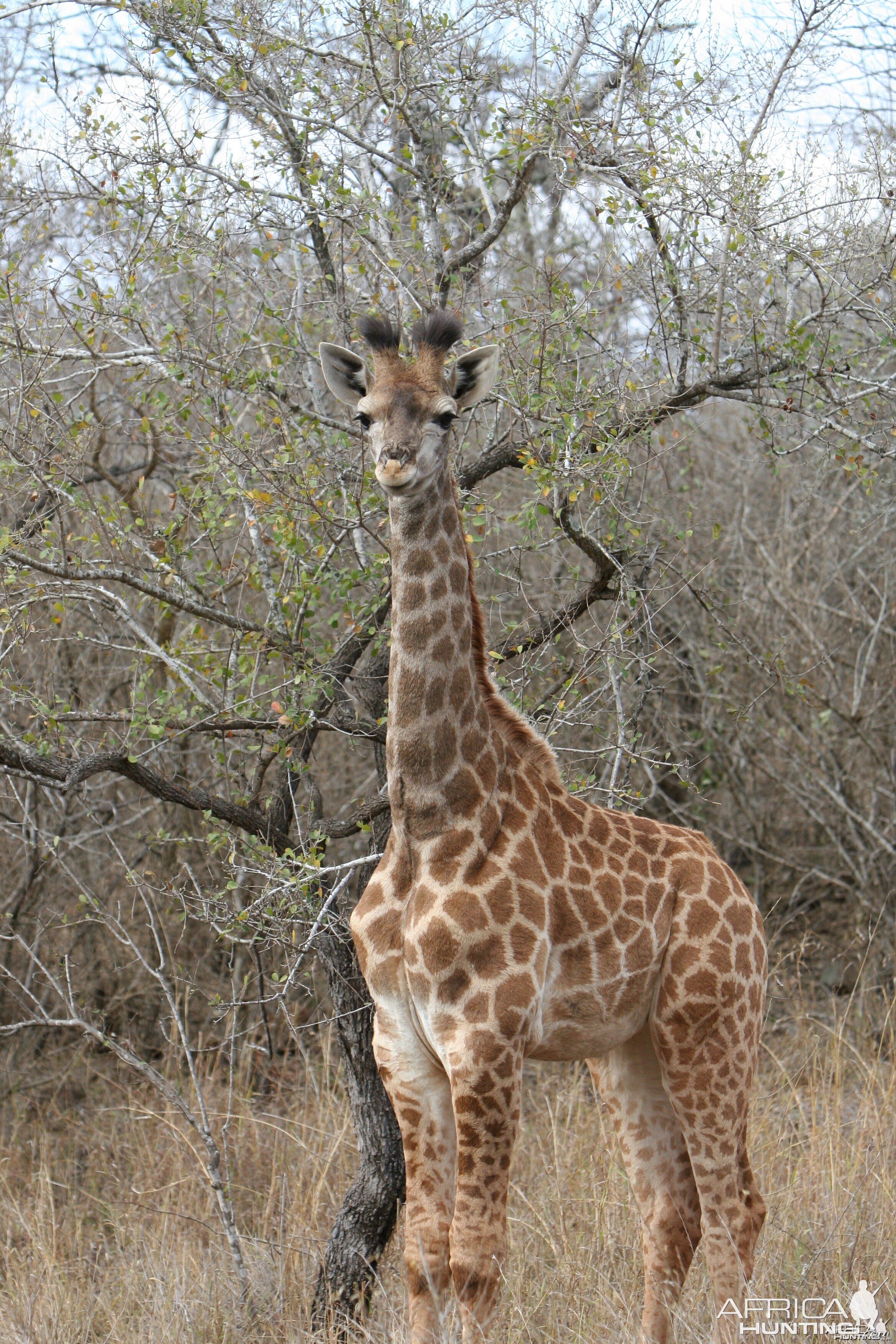 Giraffe Calf