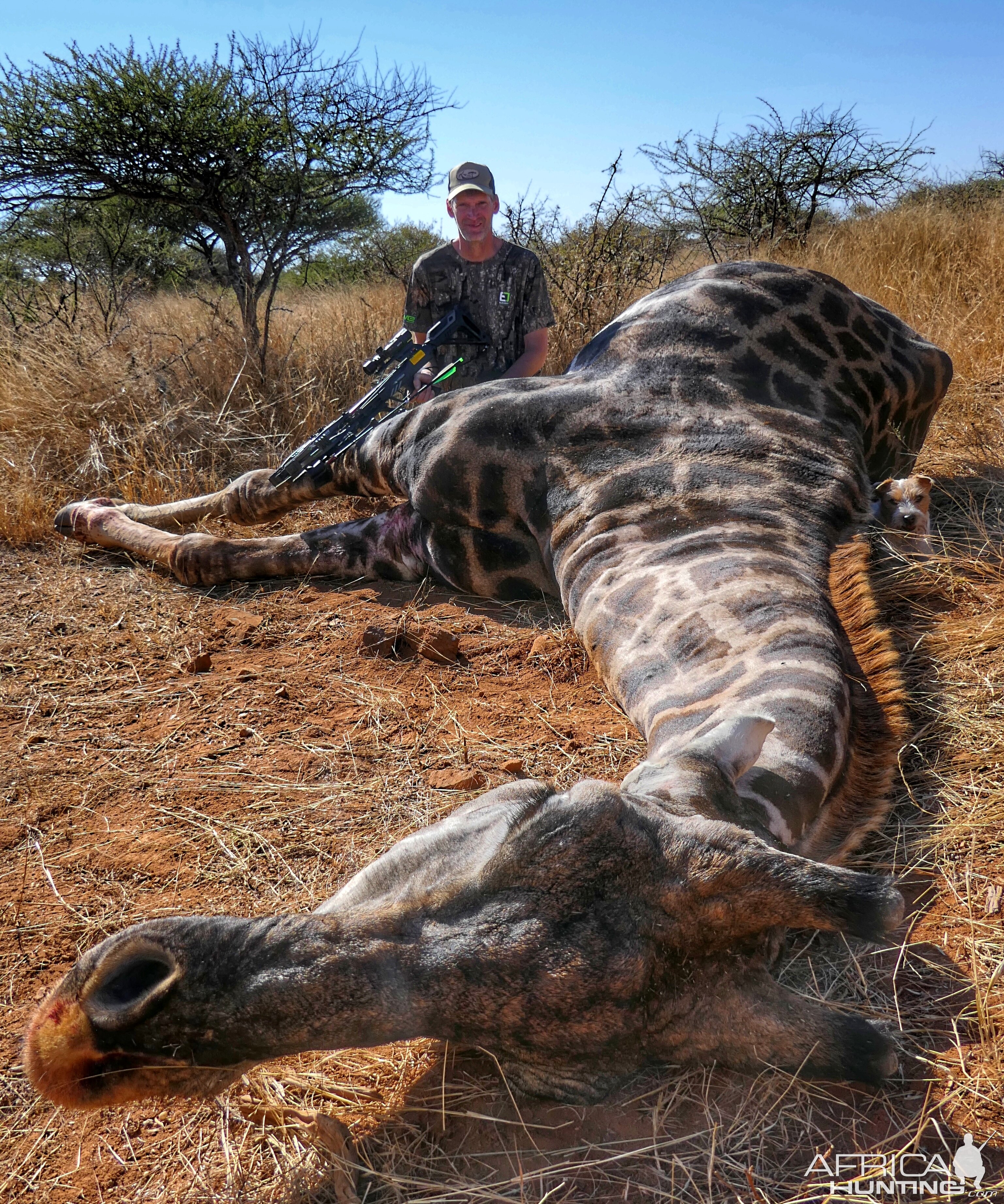 Giraffe Crossbow Hunting South Africa