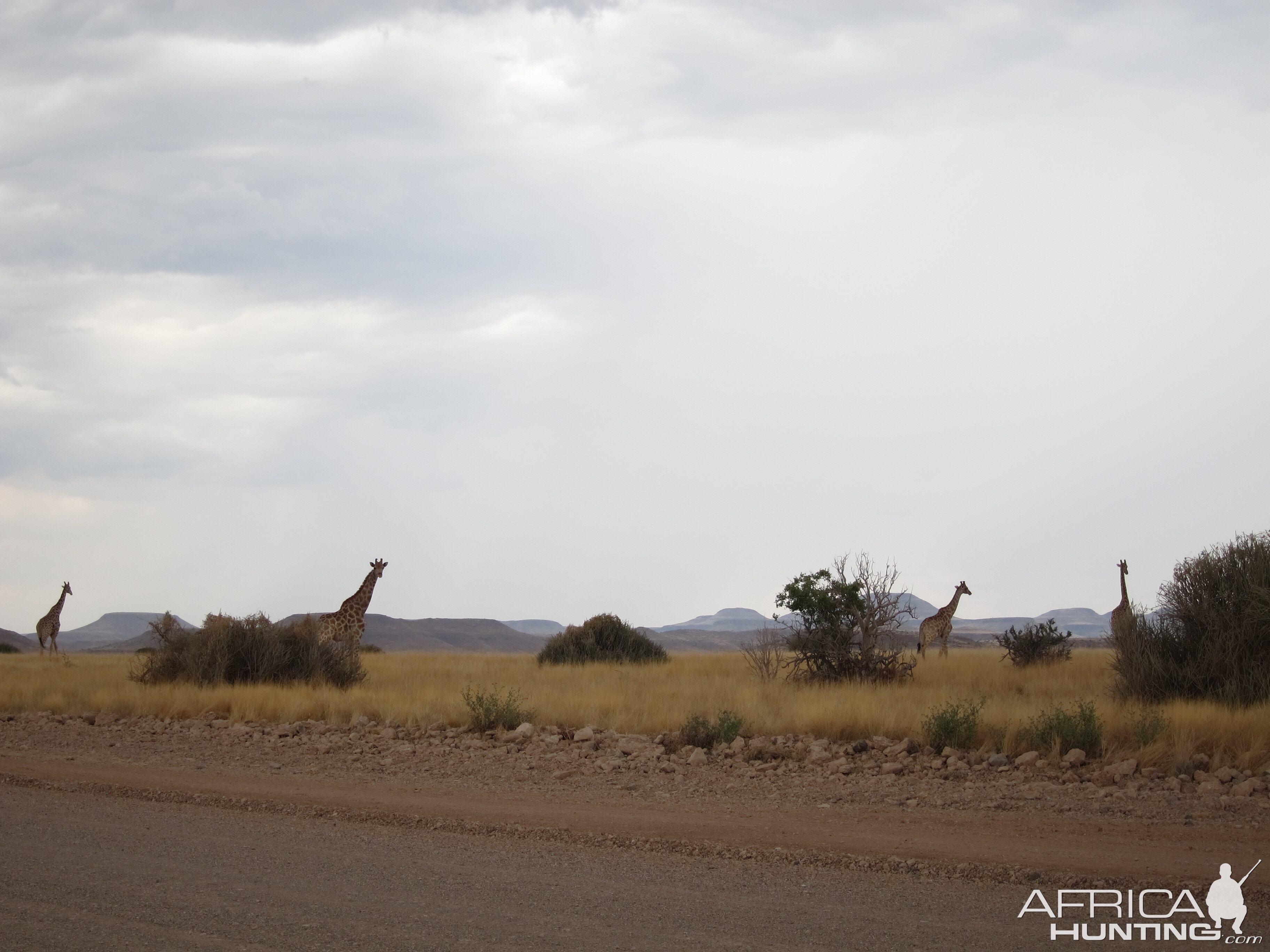 Giraffe Damaraland Namibia