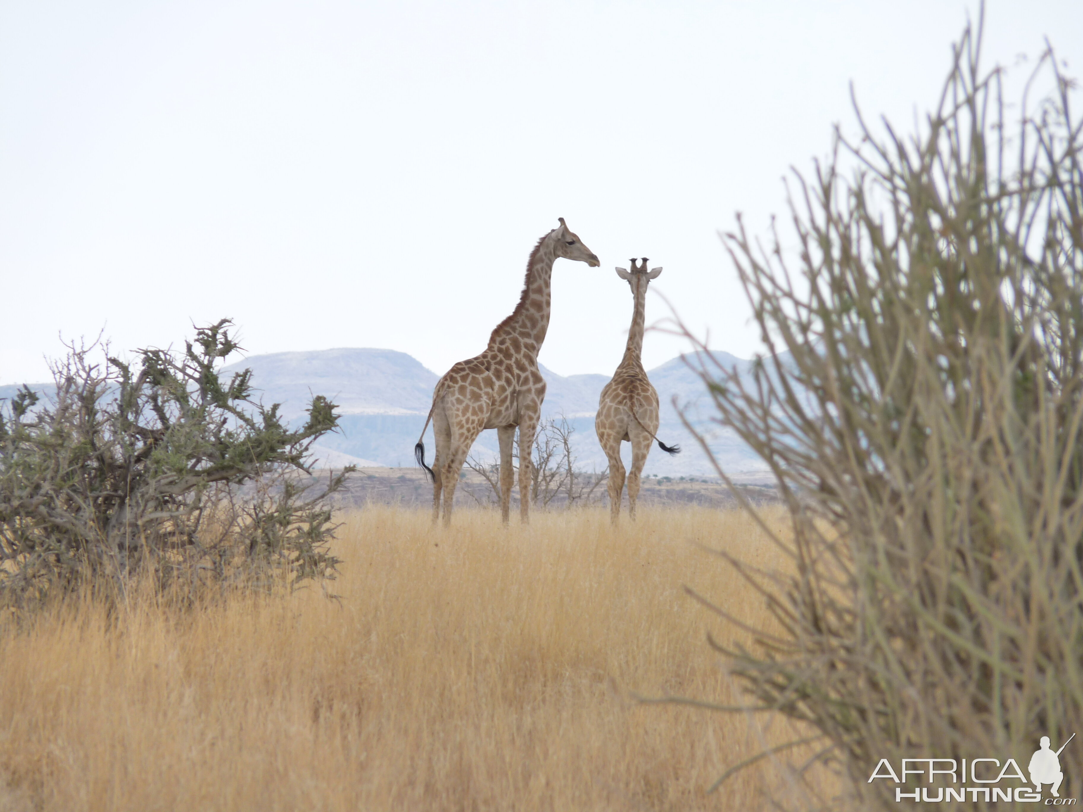 Giraffe Damaraland Namibia