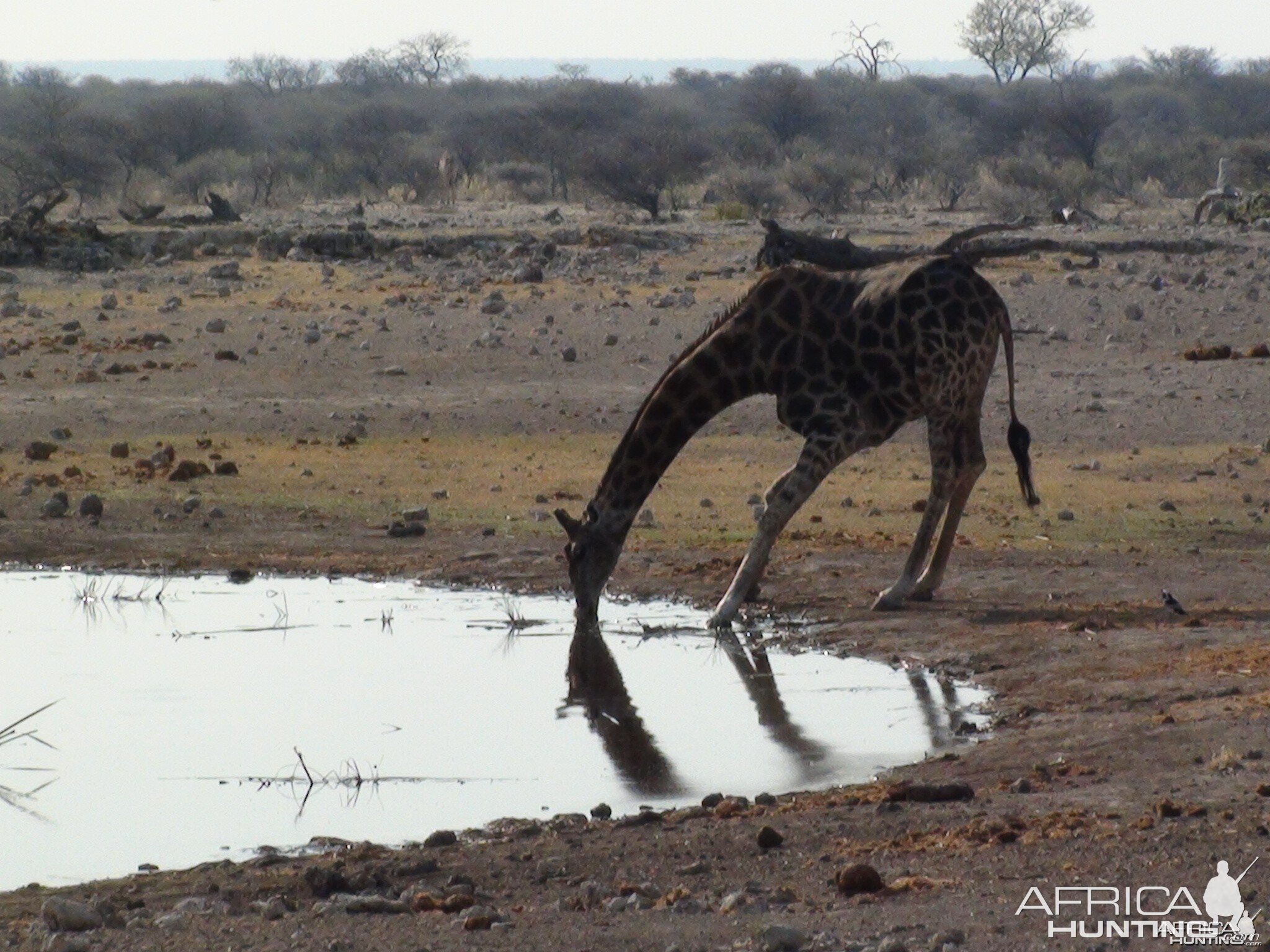 Giraffe Etosha Namibia