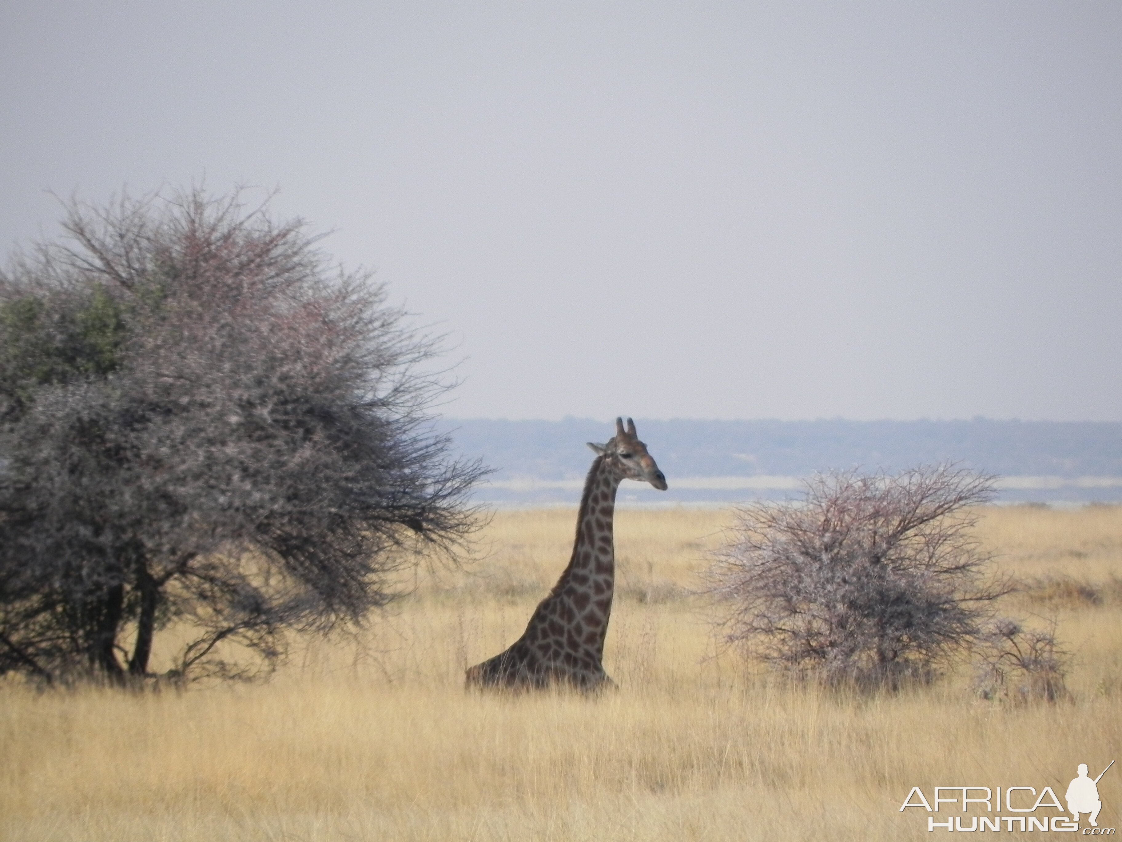 Giraffe Etosha Namibia