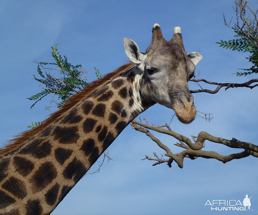 Giraffe Full Mount Taxidermy