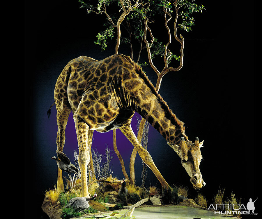 Giraffe Full Mount Taxidermy