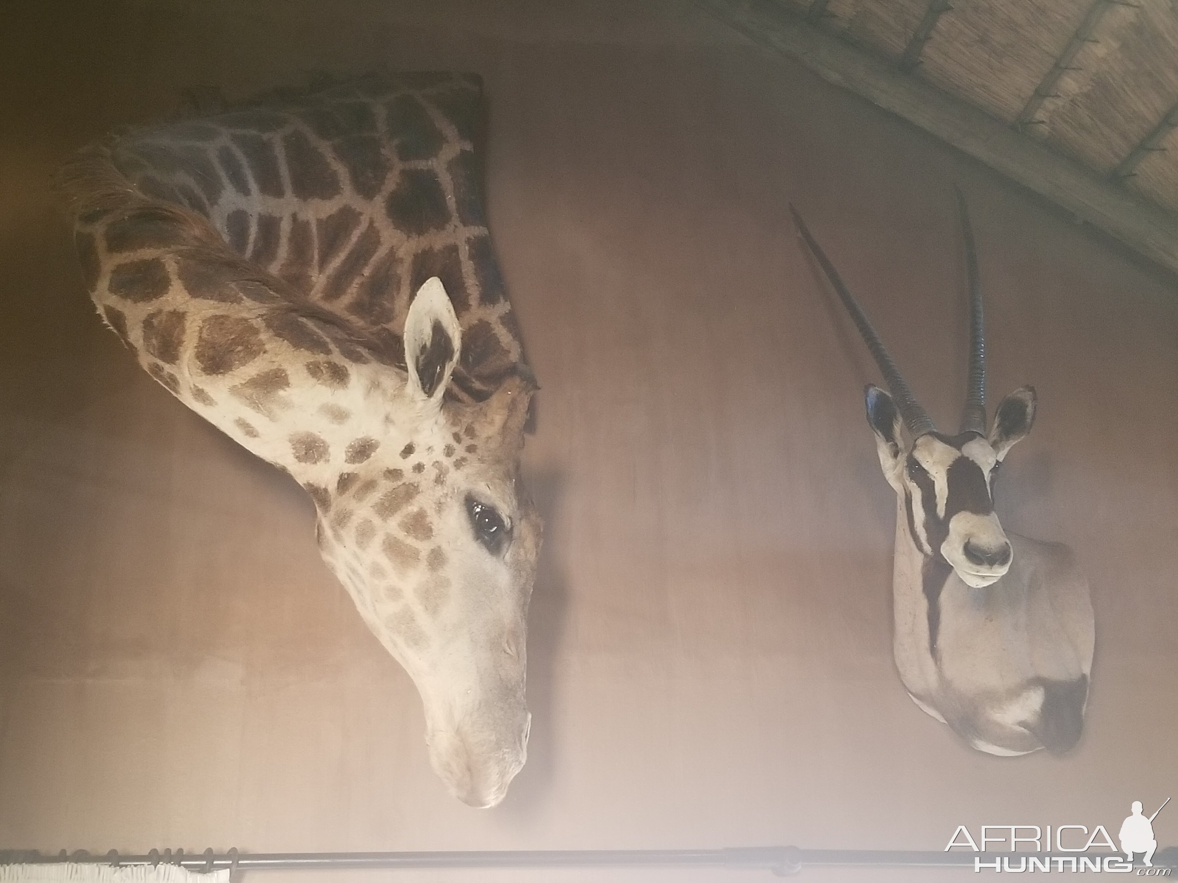 Giraffe & Gemsbok Wall Mount Taxidermy