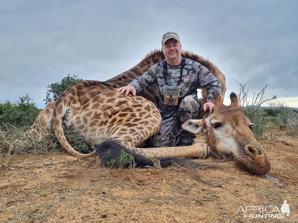 Giraffe Hunt Eastern Cape South Africa