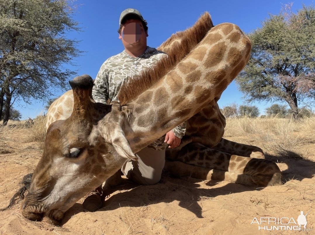 Giraffe Hunt Kalahari South Africa