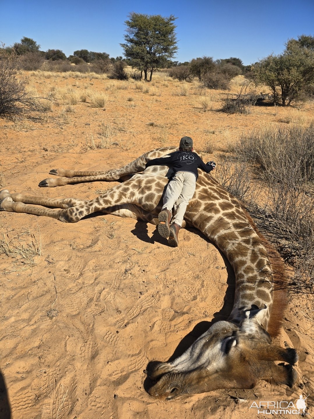 Giraffe Hunt Kalahari South Africa