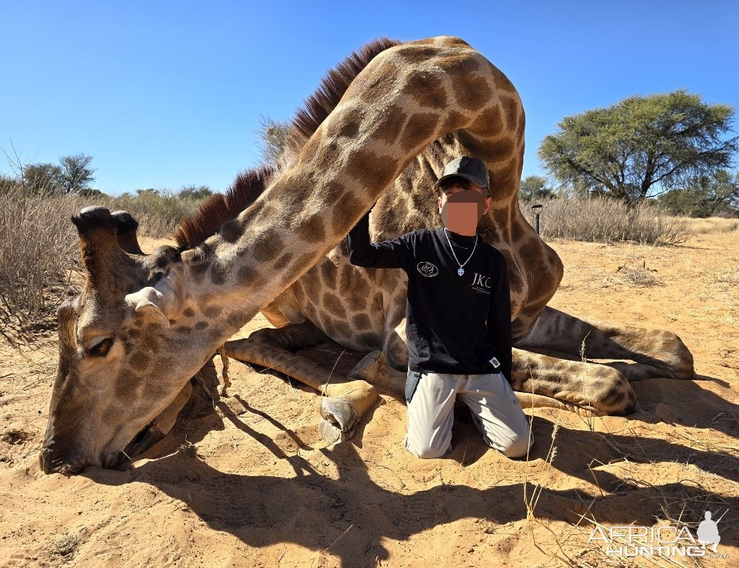 Giraffe Hunt Kalahari South Africa