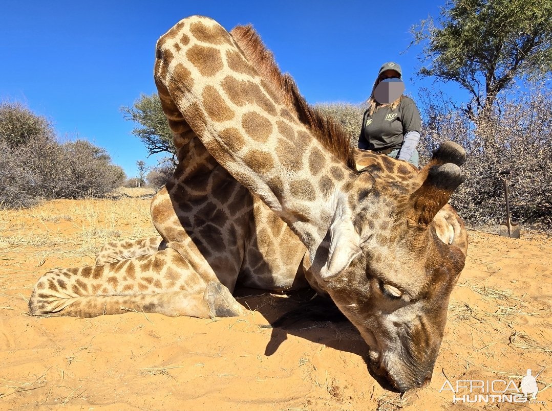 Giraffe Hunt Kalahari South Africa