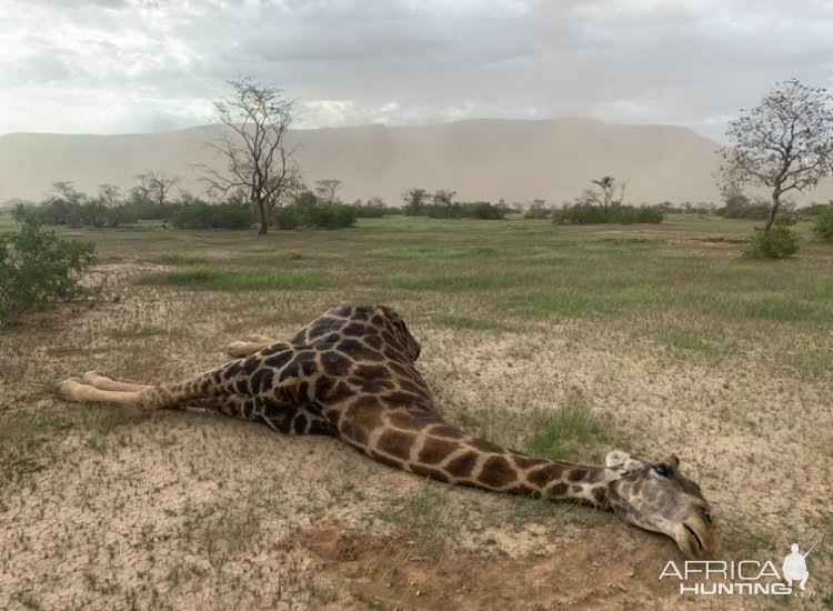 Giraffe Hunt Namibia