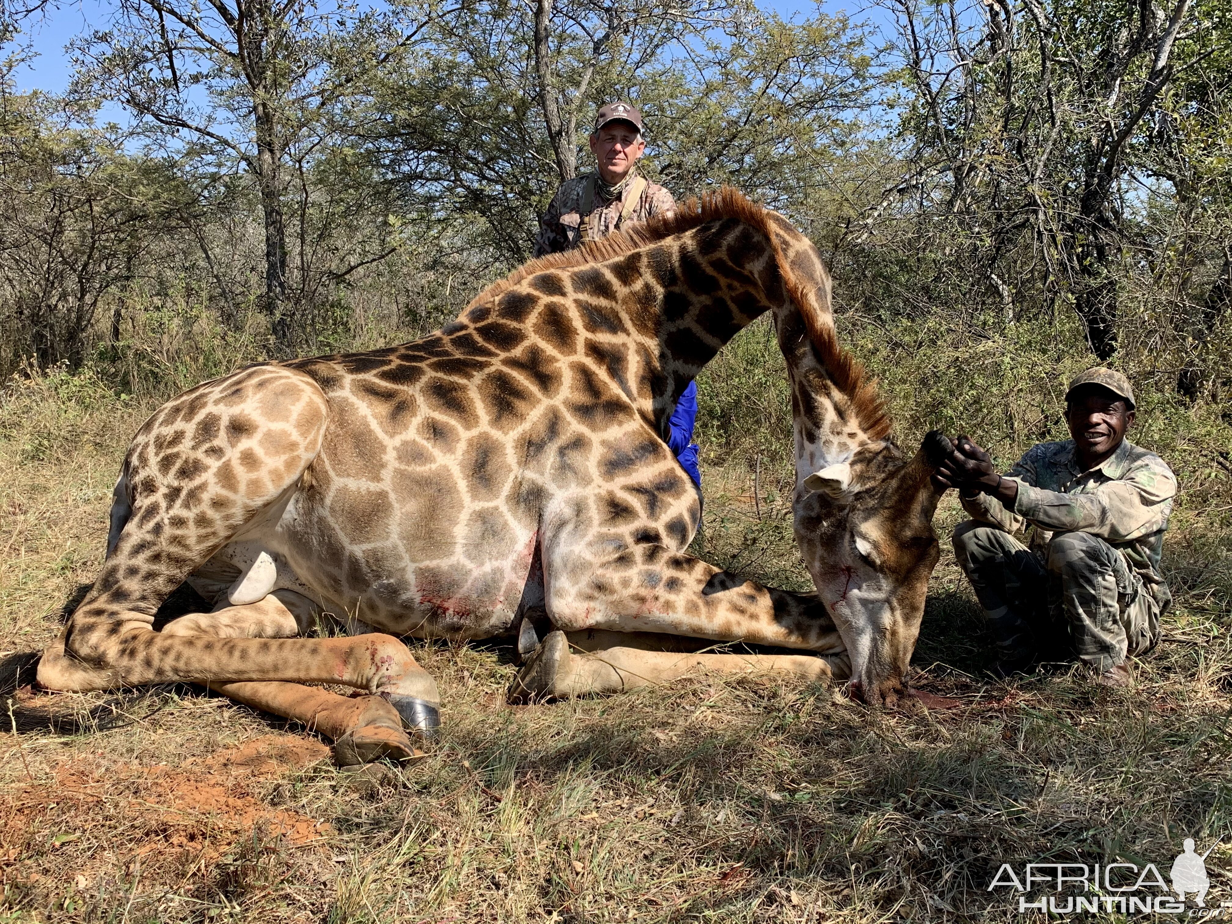 Giraffe Hunt South Africa