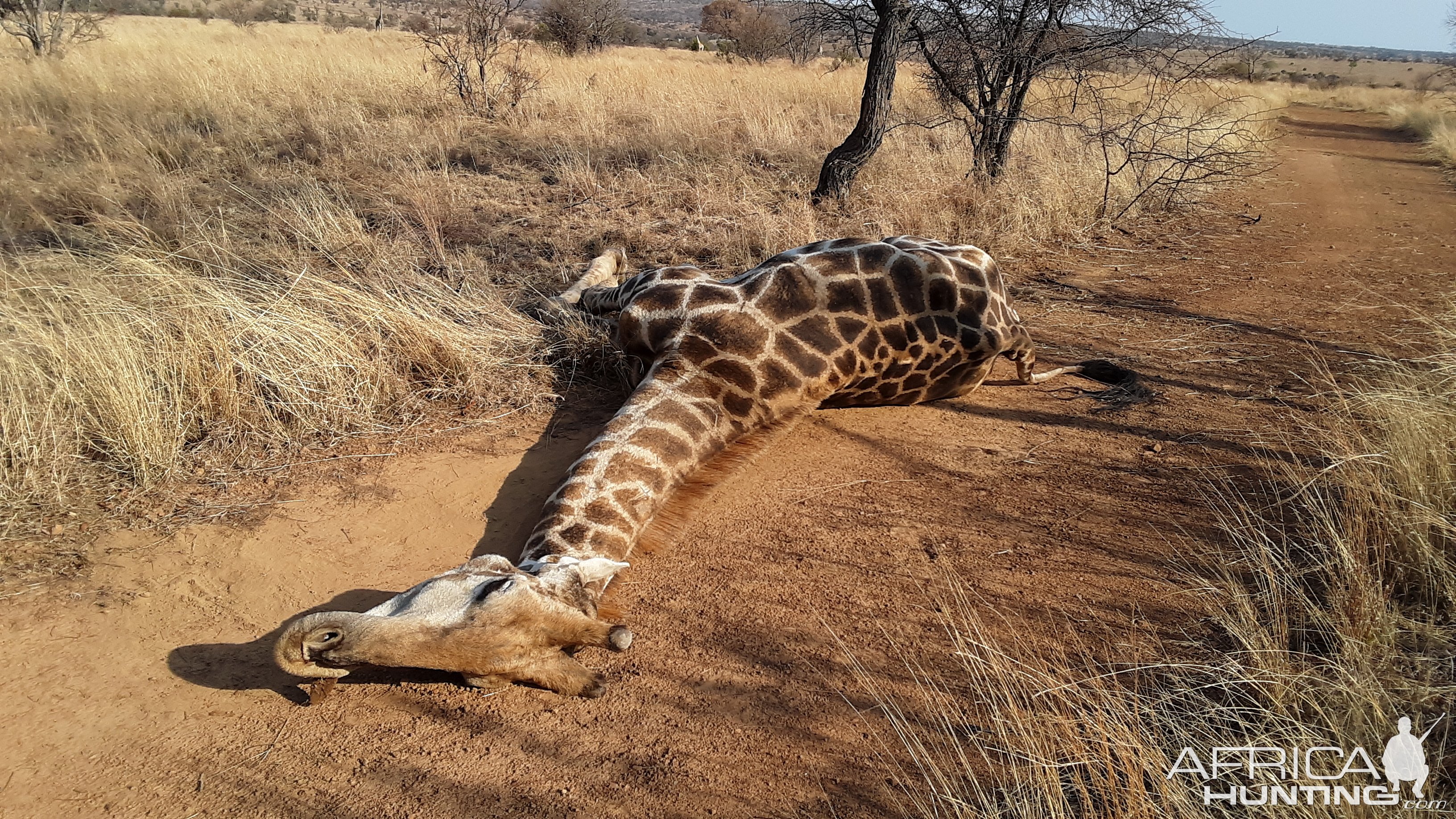 Giraffe Hunt South Africa