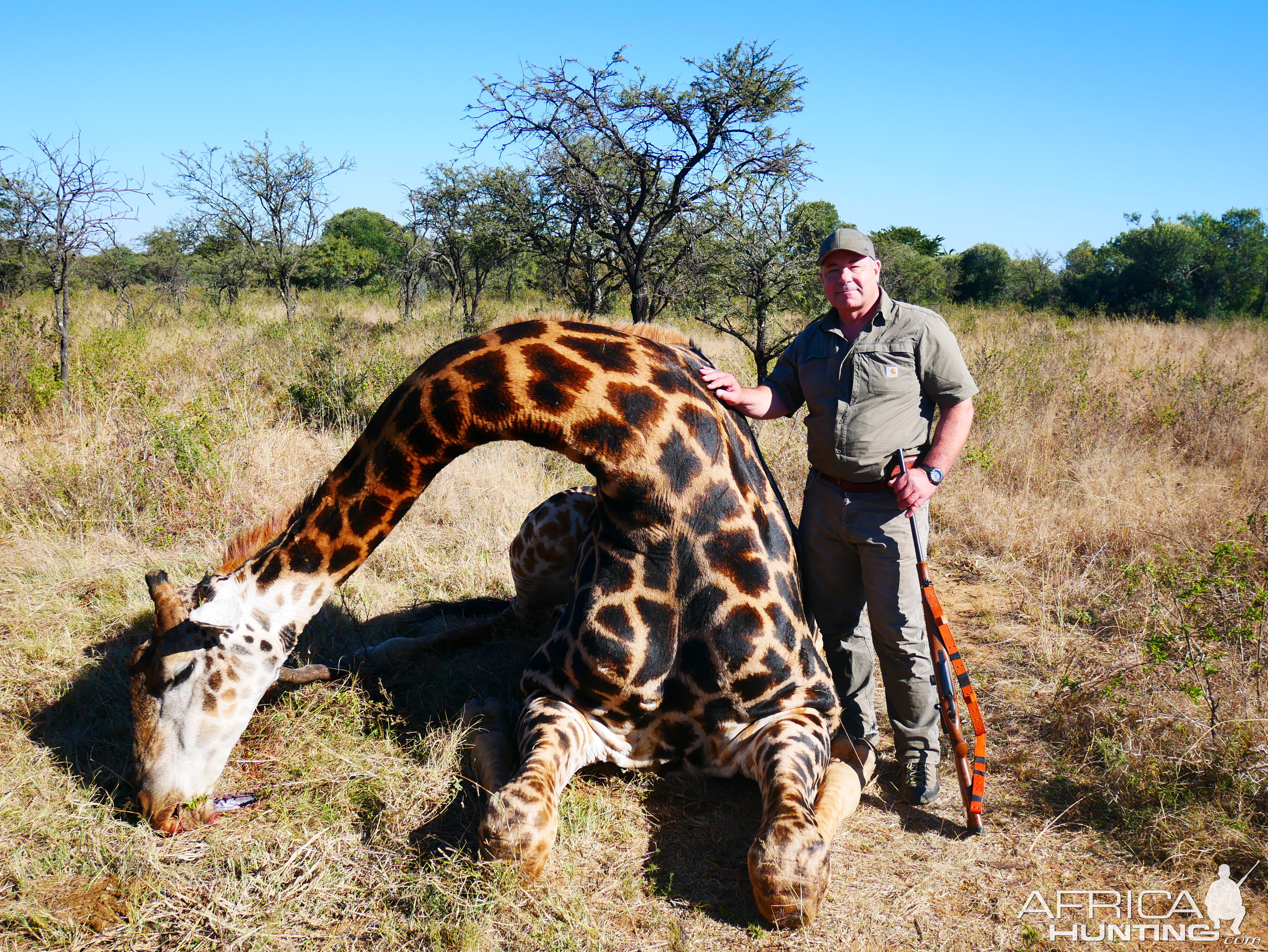 Giraffe Hunt South Africa