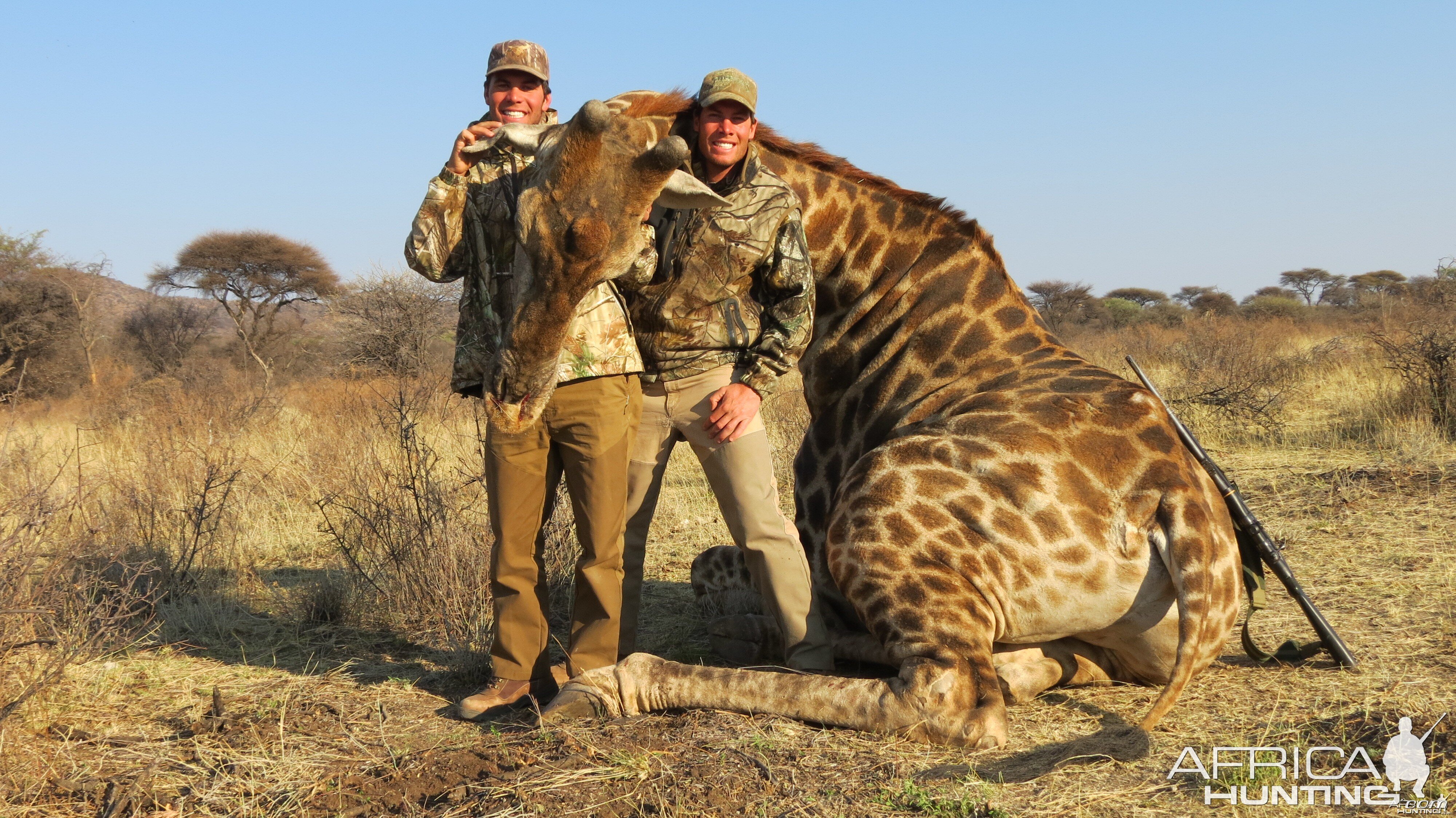 Giraffe hunted with Ozondjahe Hunting Safaris in Namibia