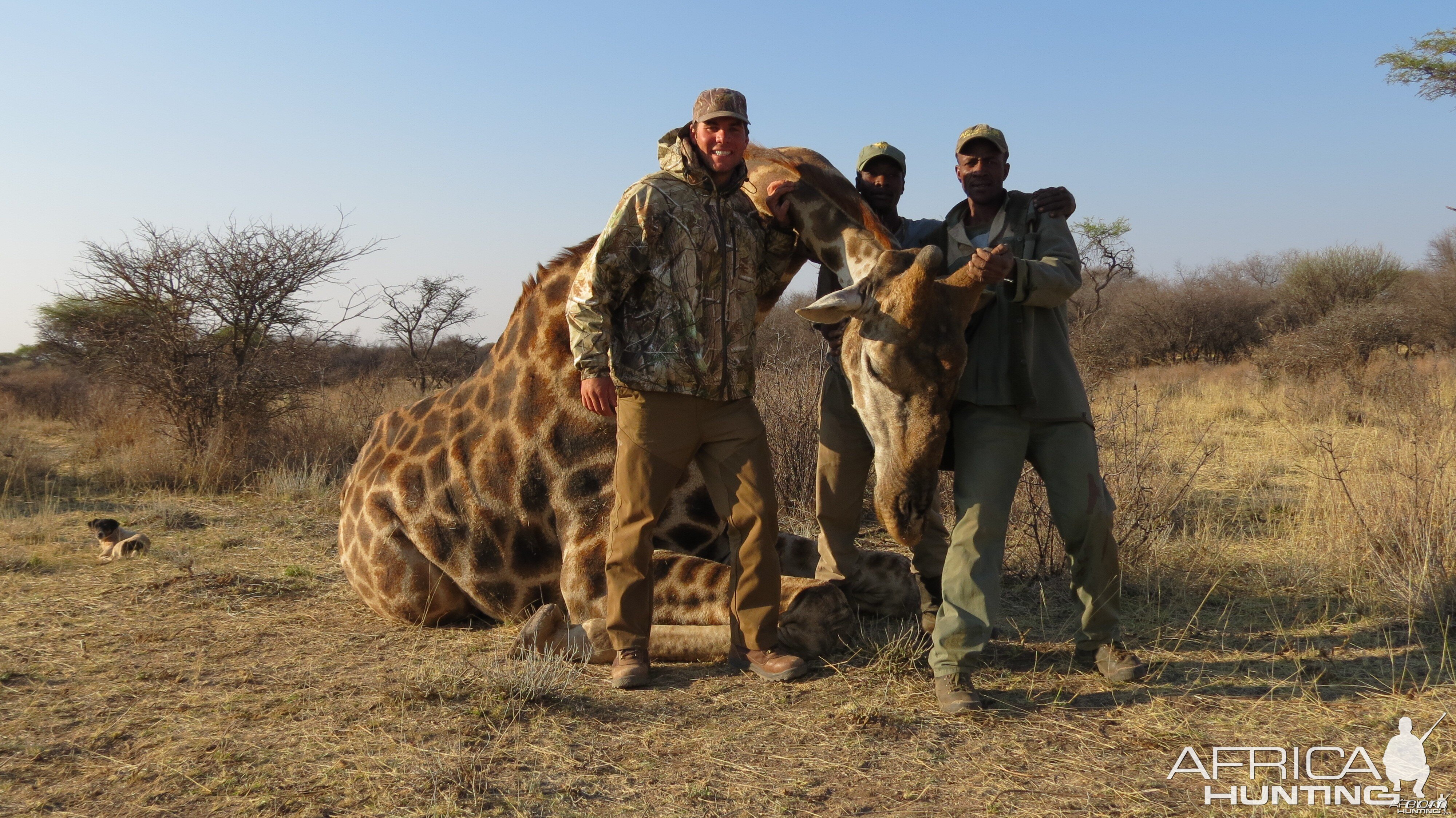 Giraffe hunted with Ozondjahe Hunting Safaris in Namibia