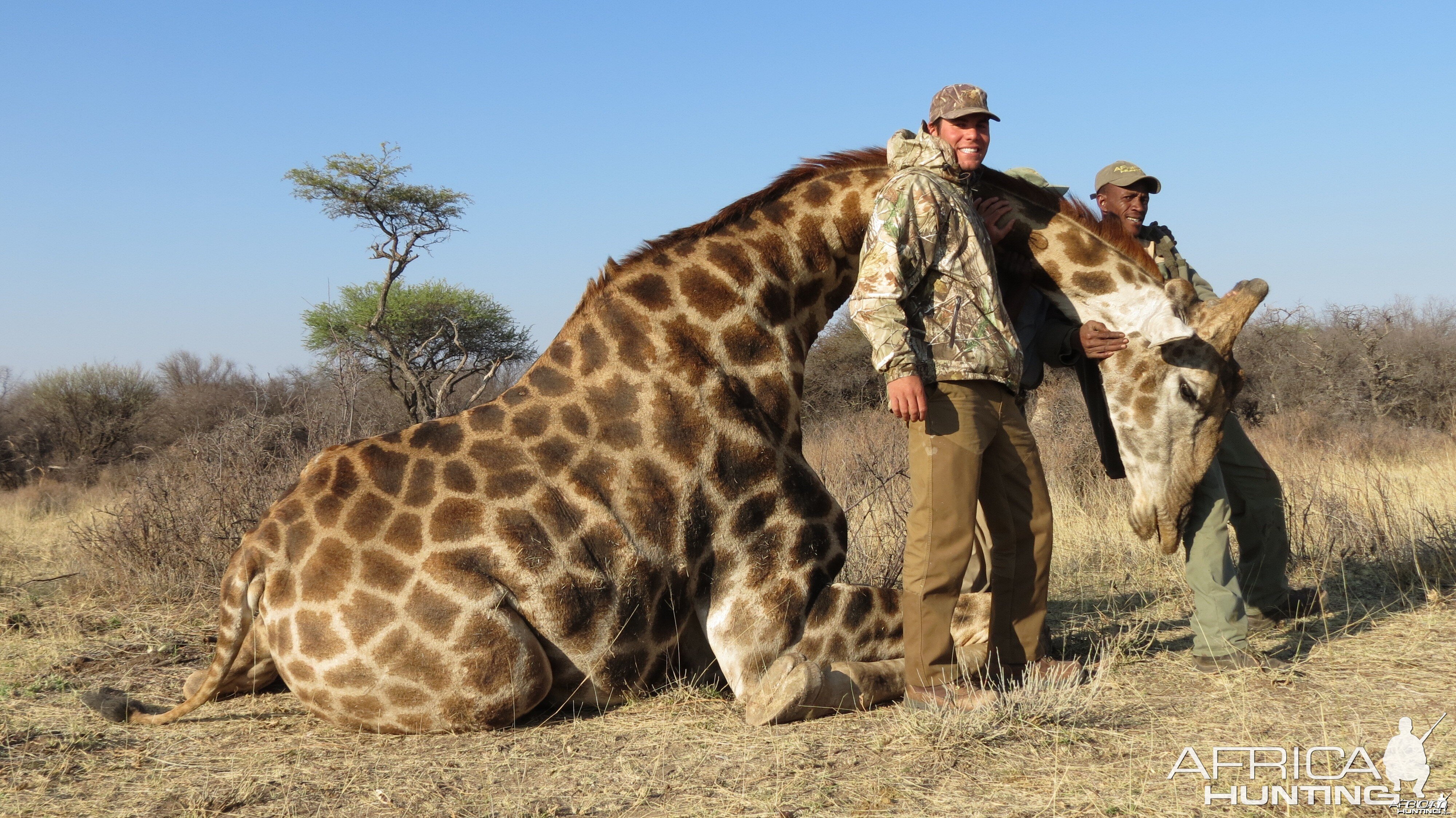 Giraffe hunted with Ozondjahe Hunting Safaris in Namibia