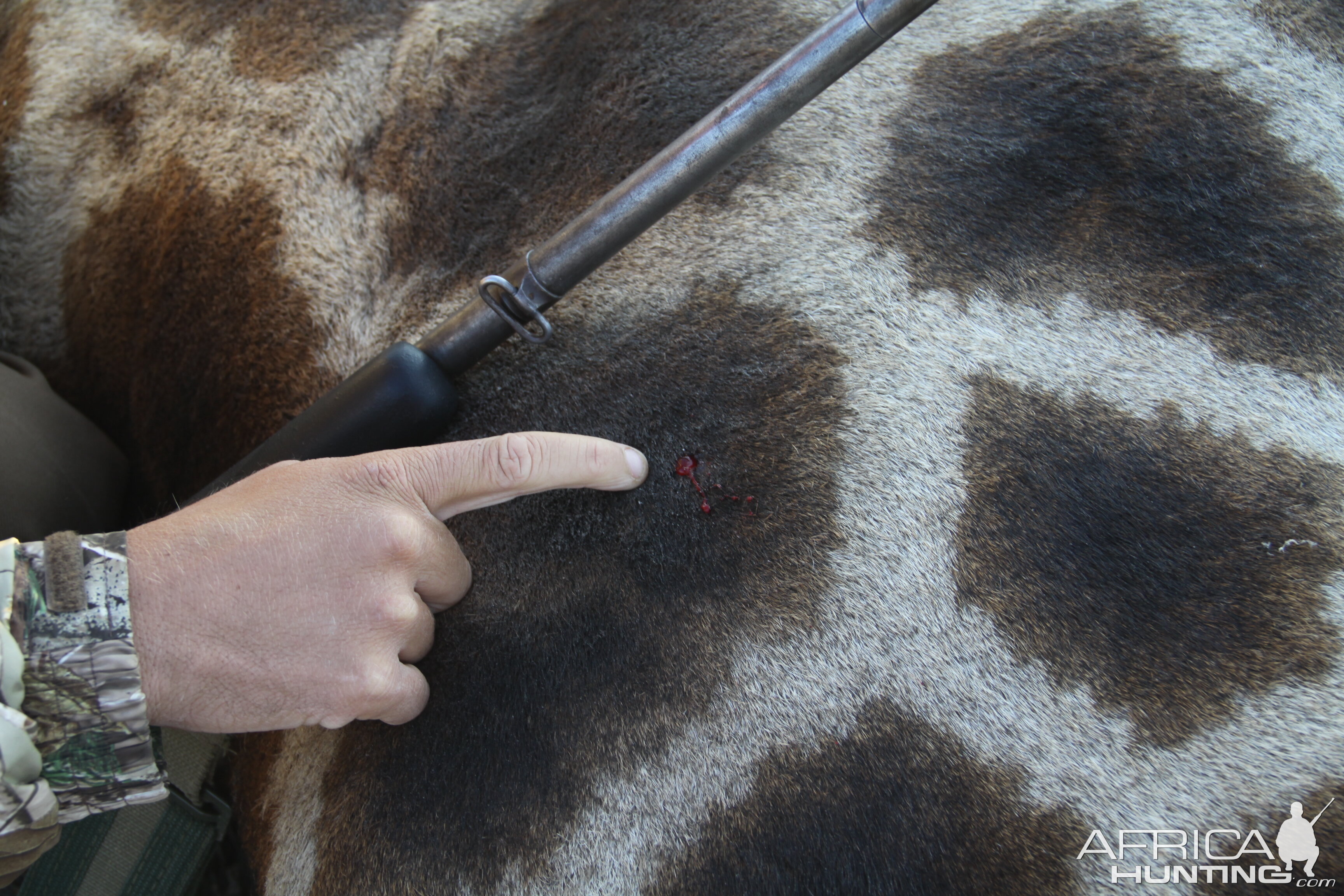 Giraffe hunted with Ozondjahe Hunting Safaris in Namibia