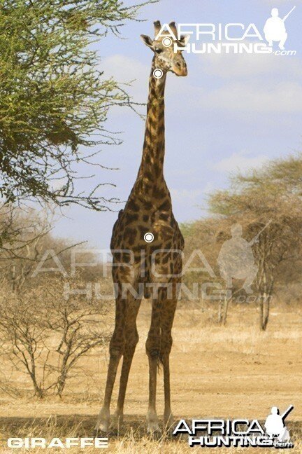 Giraffe Hunting - Front View Shot Placement