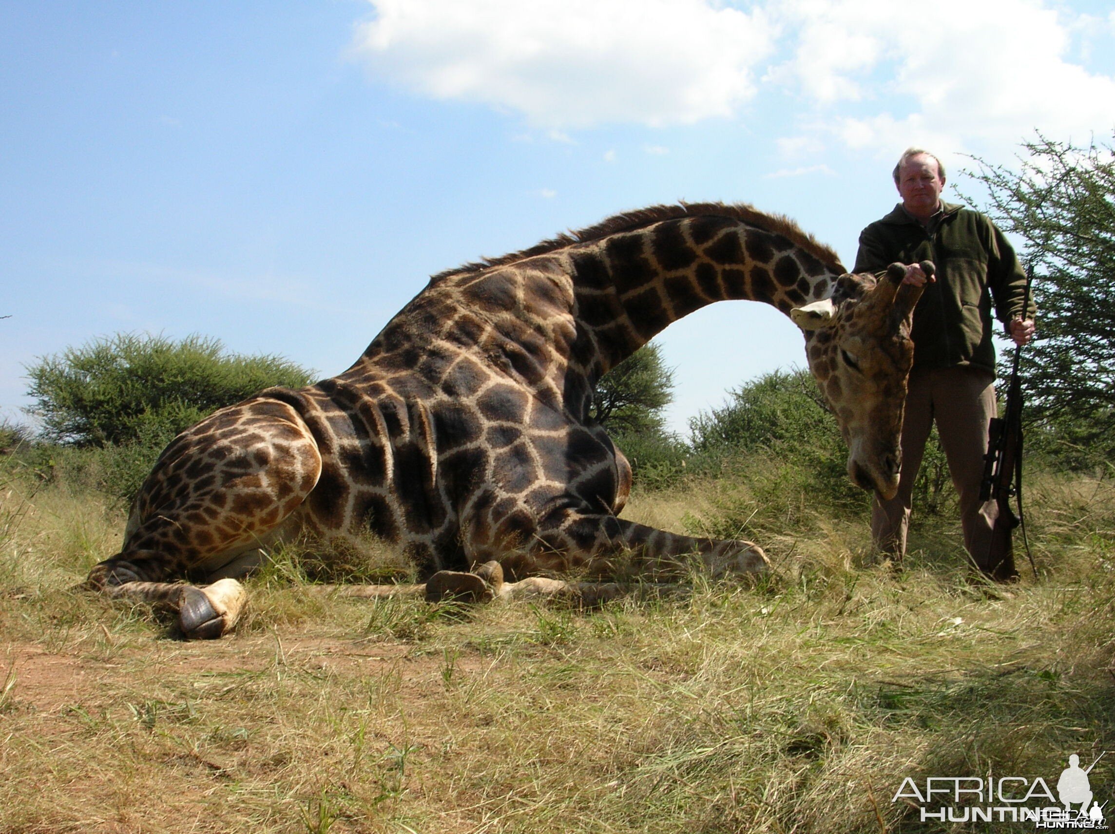 Giraffe Hunting in Namibia