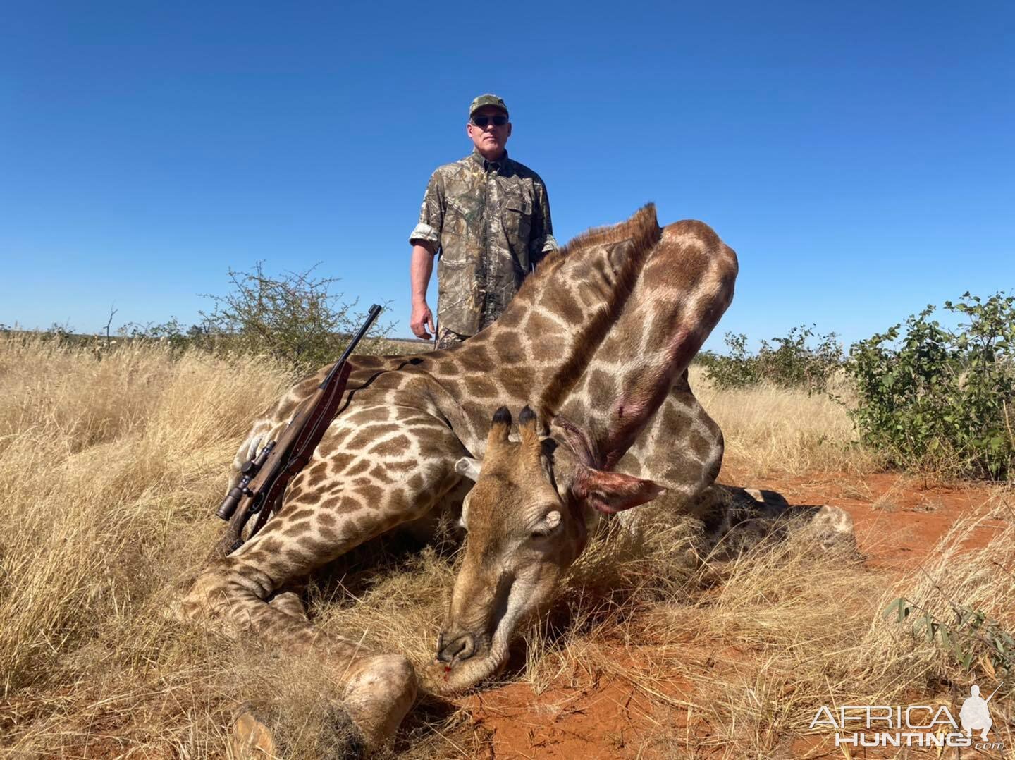 Giraffe Hunting Namibia
