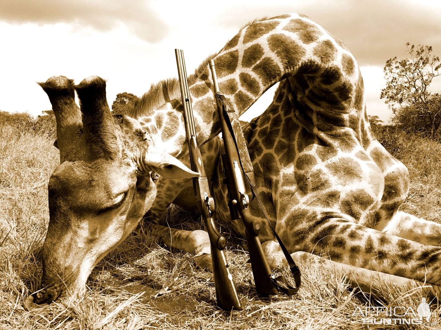 Giraffe Hunting South Africa