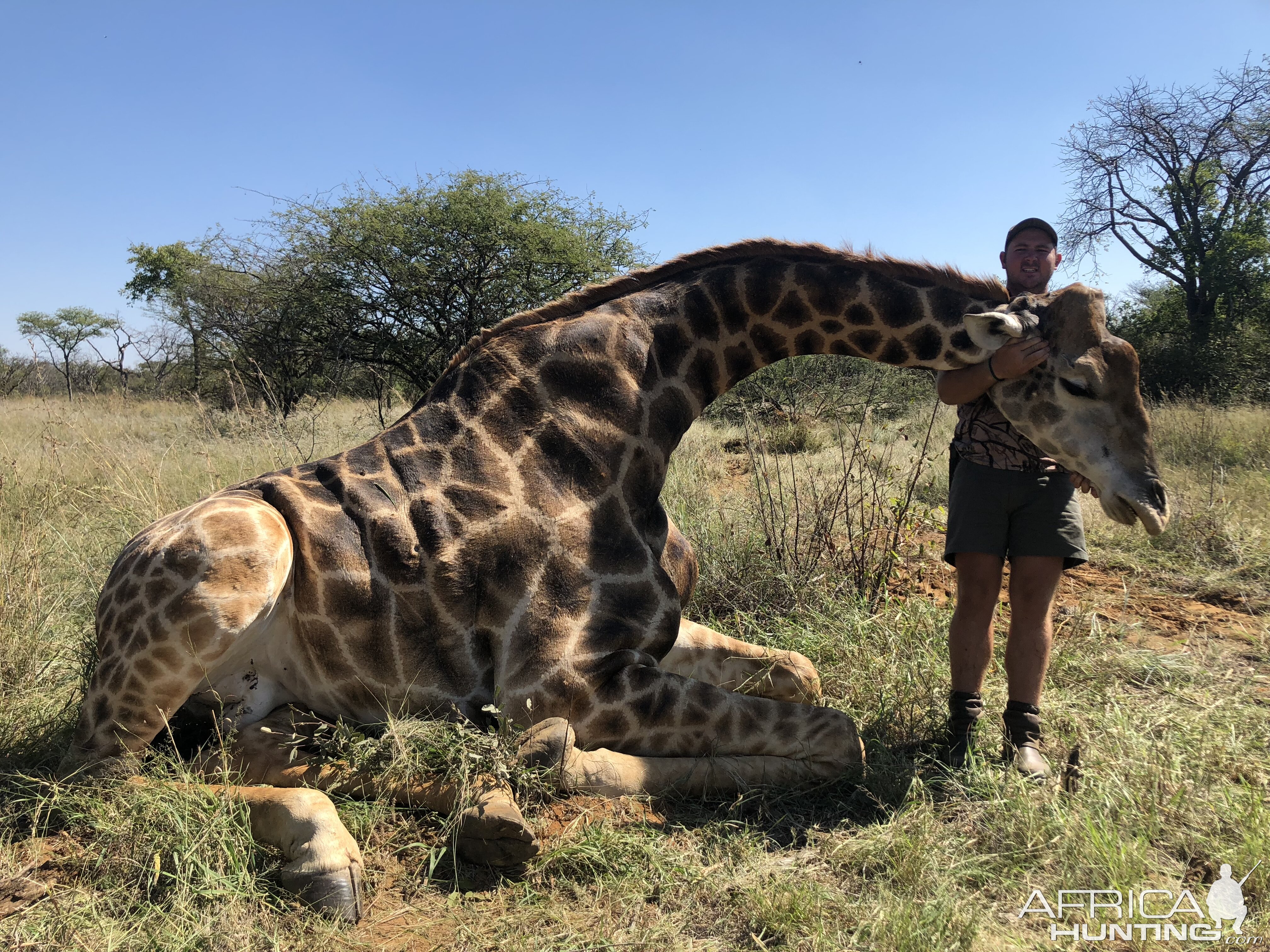 Giraffe Hunting South Africa