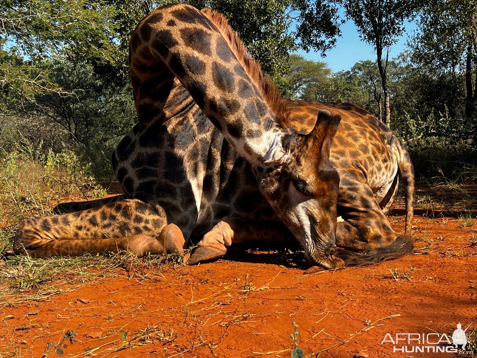 south african giraffe eating