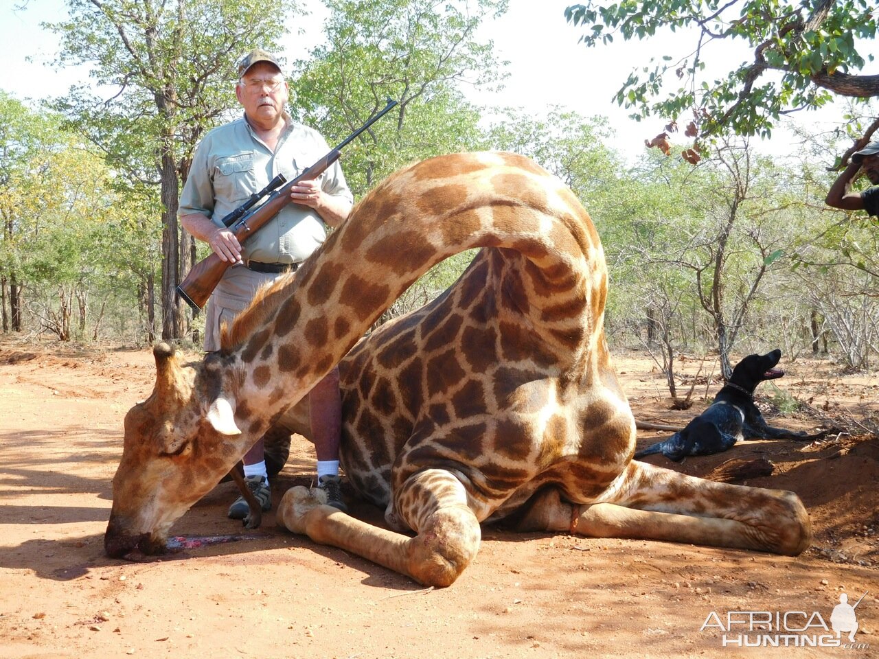 Giraffe Hunting