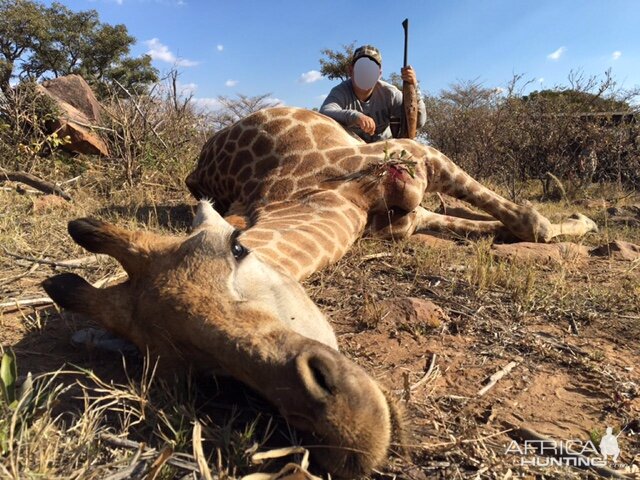 Giraffe Hunting