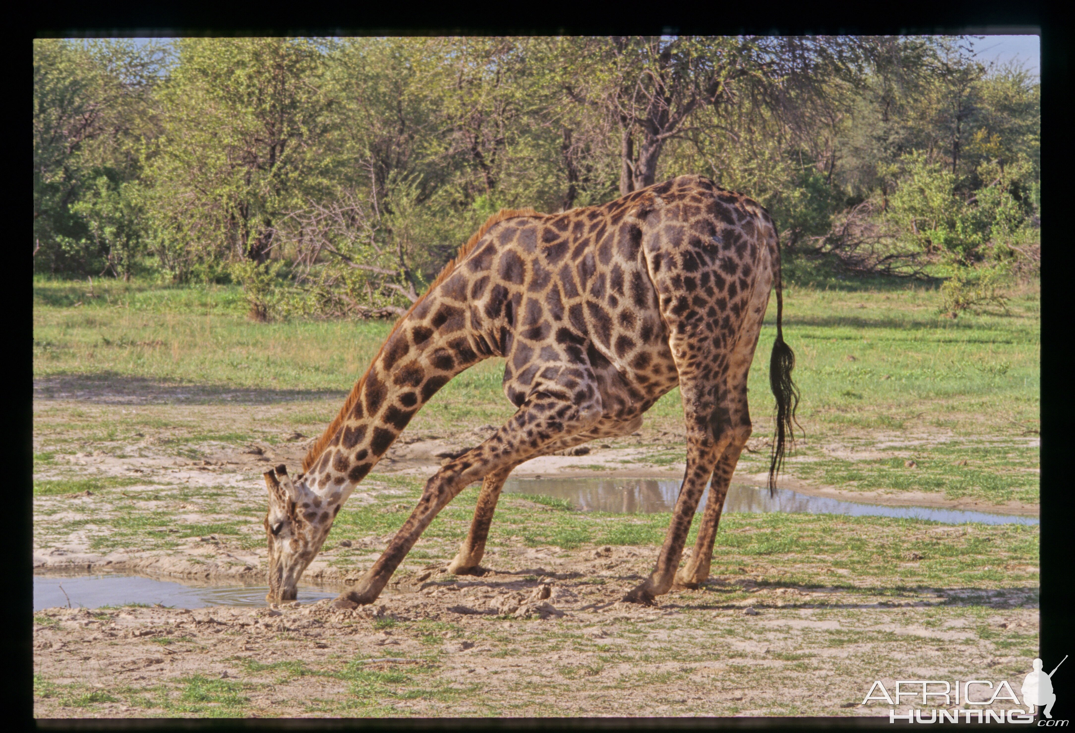 Giraffe in Hwange National Park Zimbabwe