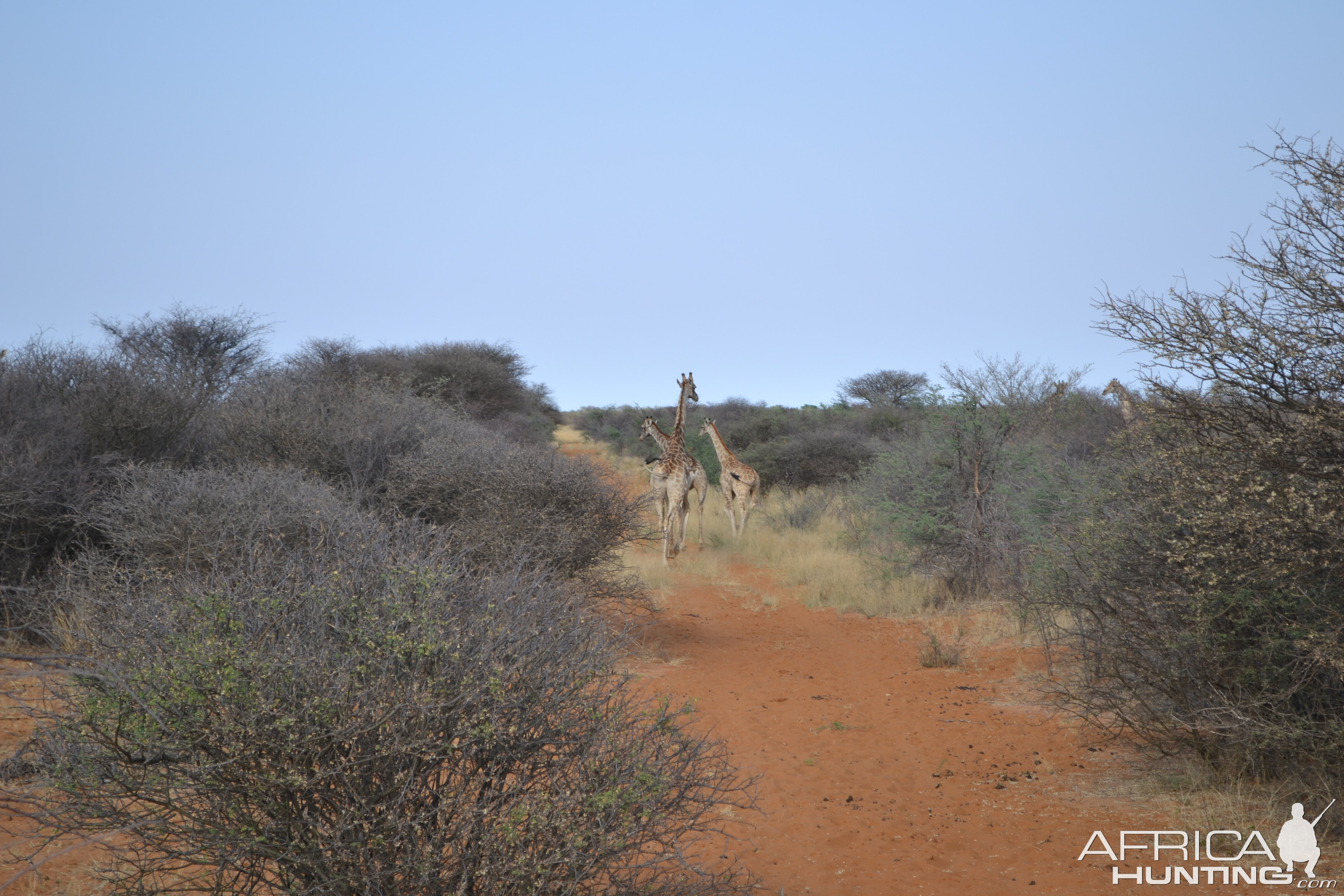 Giraffe in Namibia