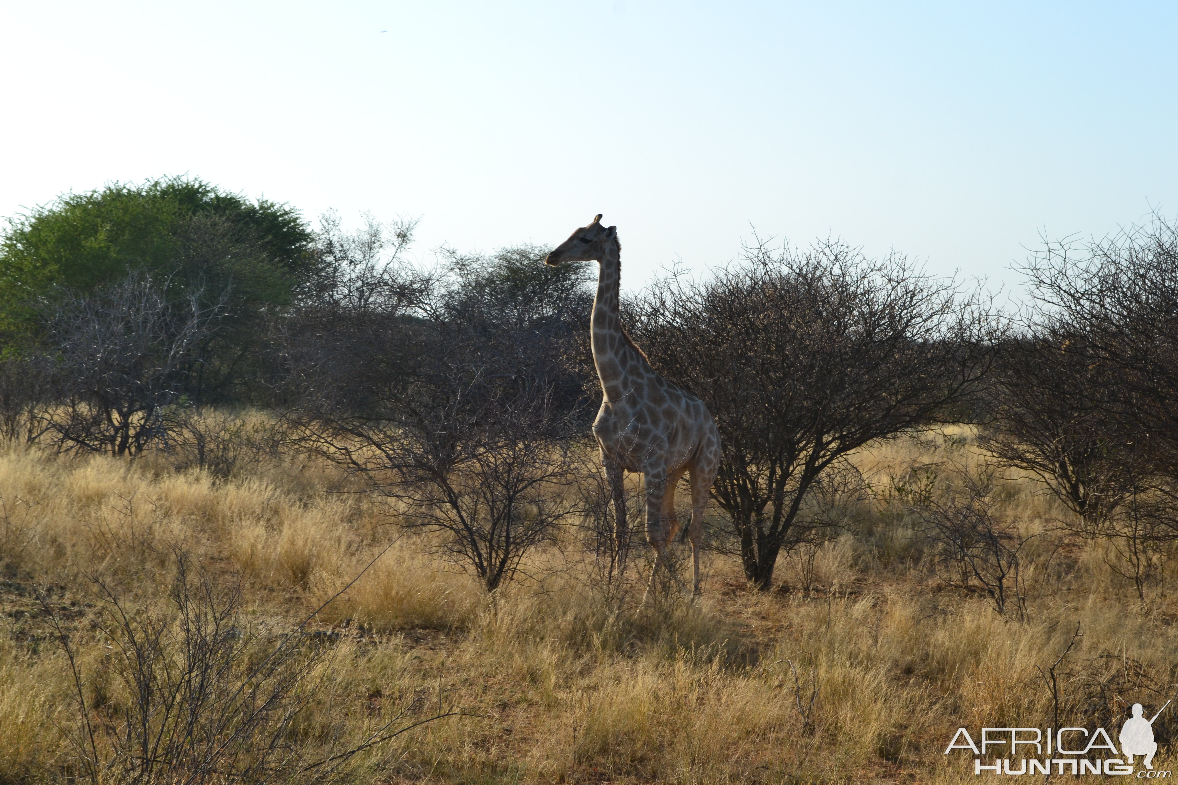 Giraffe in Namibia