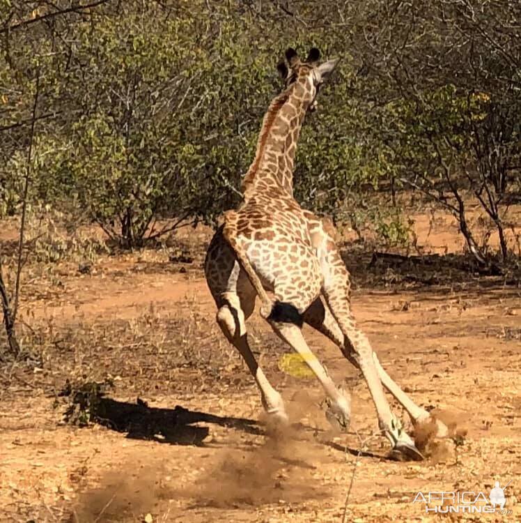 Giraffe in Zimbabwe