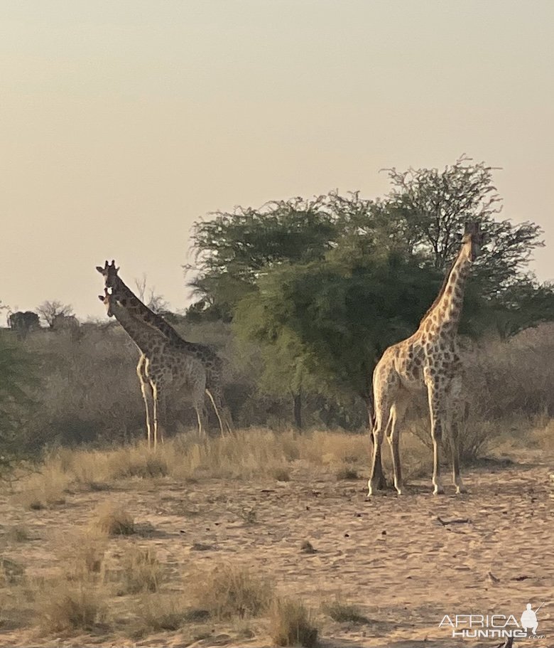 Giraffe Kalahari South Africa